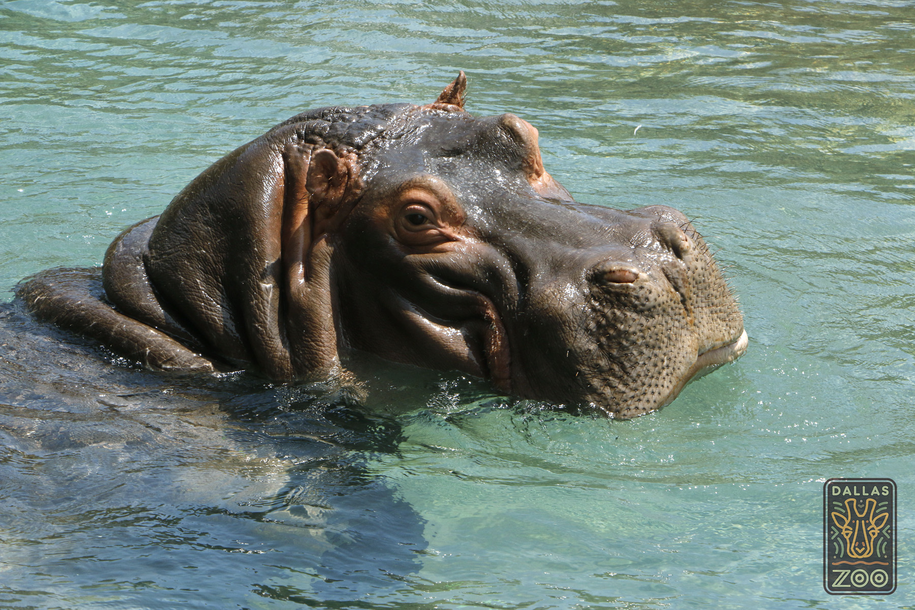 Hippos, hippos, hooray! Dallas Zoo opens new $14 million exhibit ...