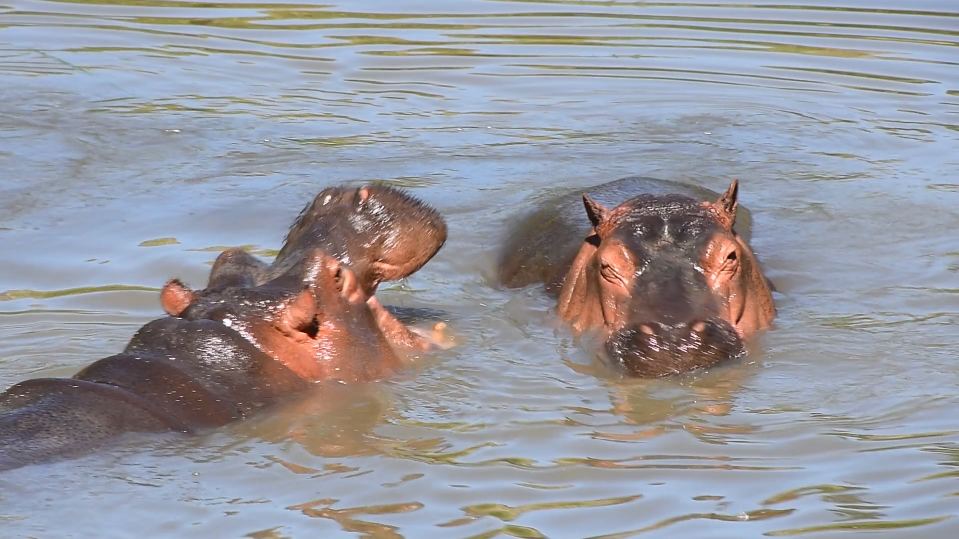 Couple of hippos swim, dive and play in river water with splashes ...