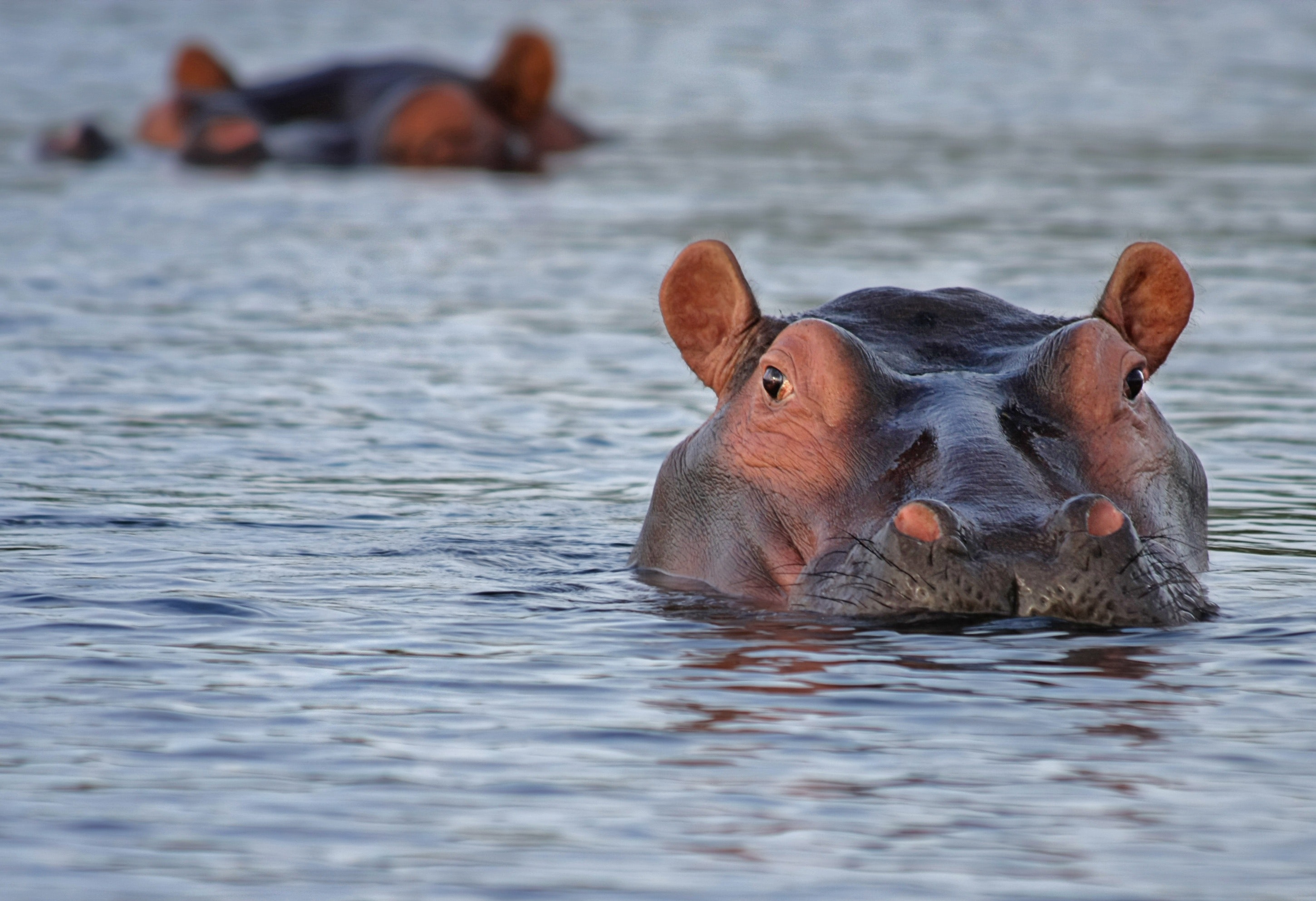 Hippos in water photo