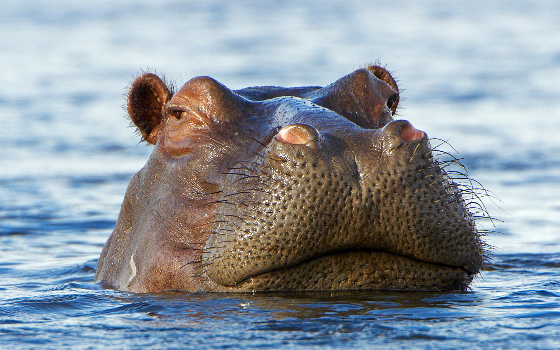 Close up of Hippo peering out the water, Okavango Delta, Botswana ...