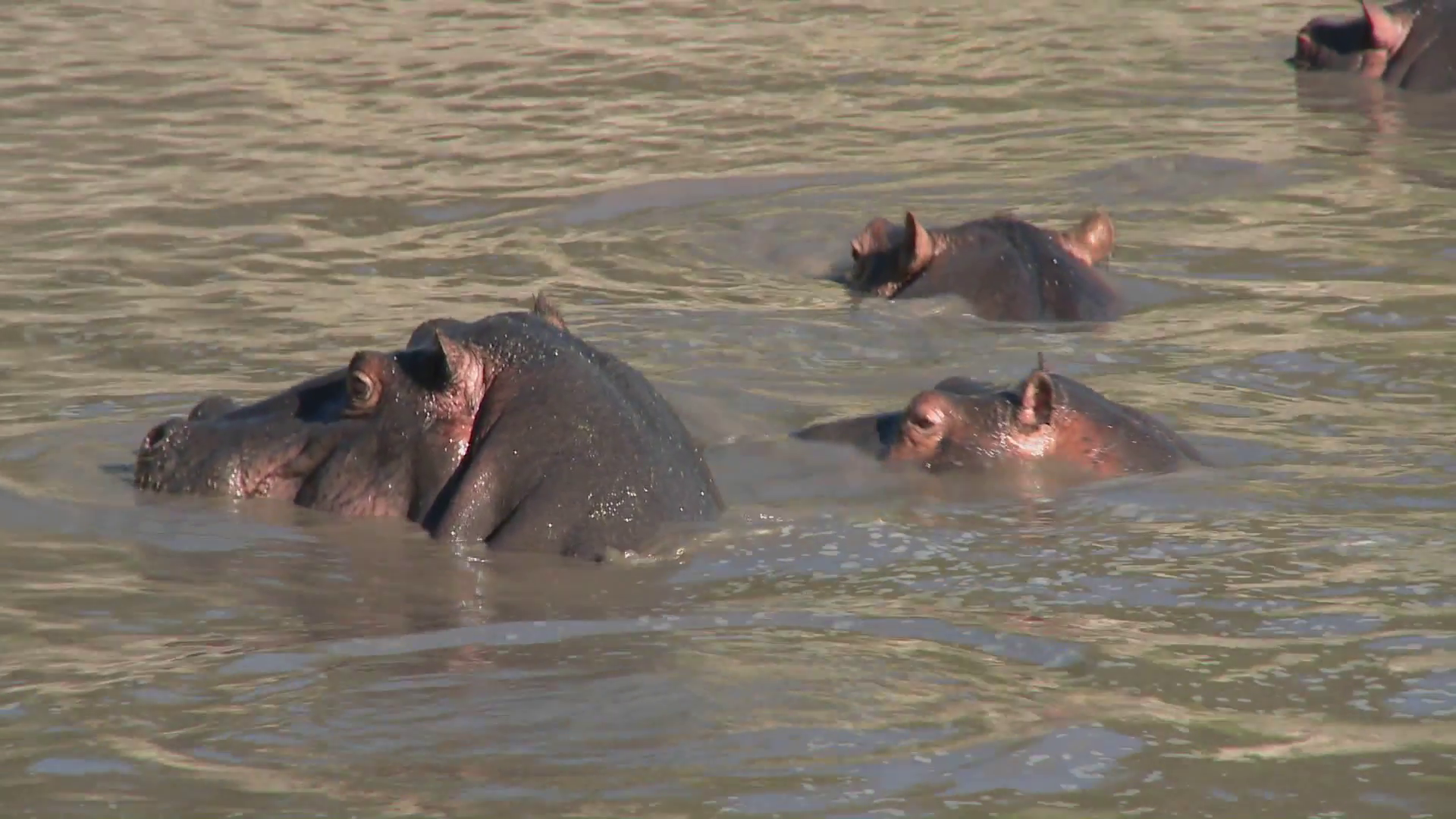 Hippos play in the water in an African river. Stock Video Footage ...