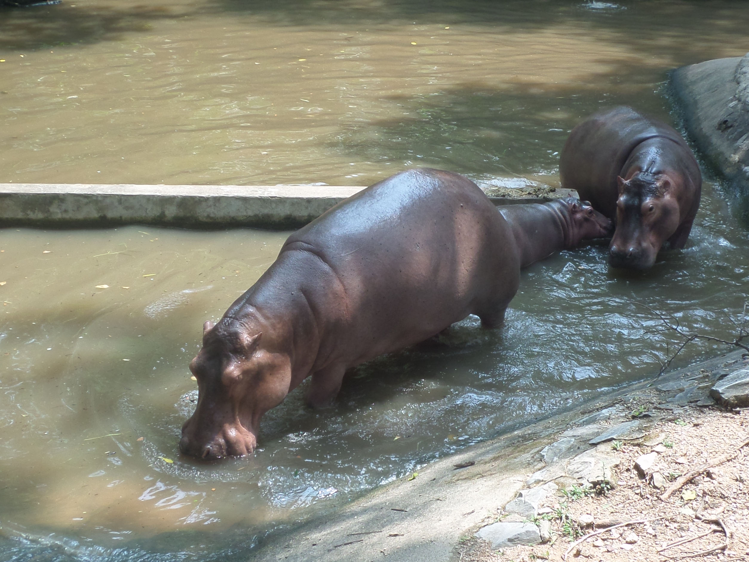 Hippos in zoo pond photo