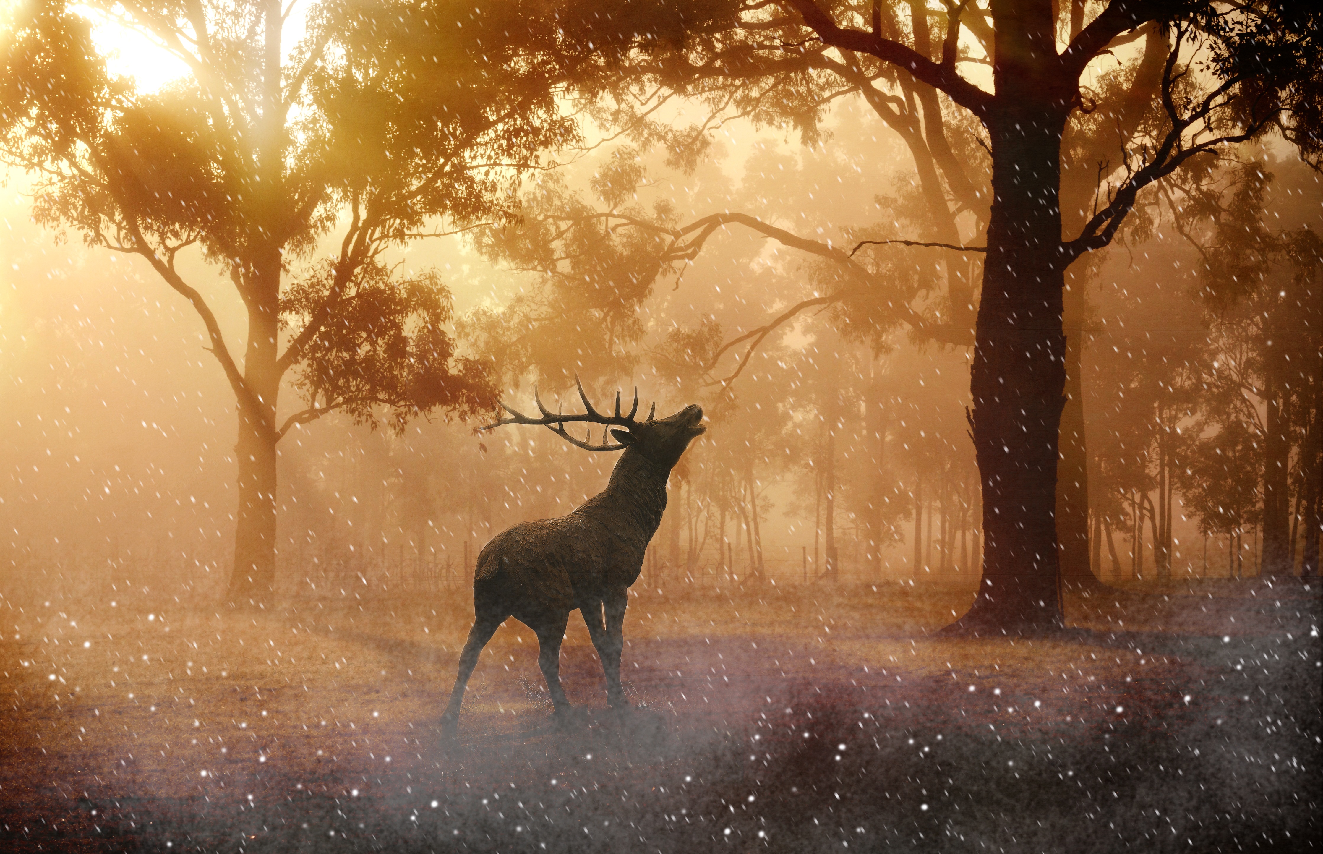 Hirsch, Animal, Deer, Forest, Jungle, HQ Photo