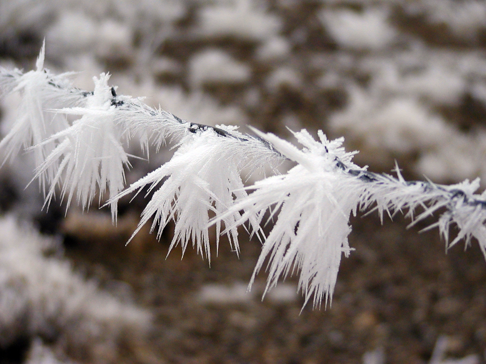 The Beauty of Hoarfrost | Notes from Rumbly Cottage