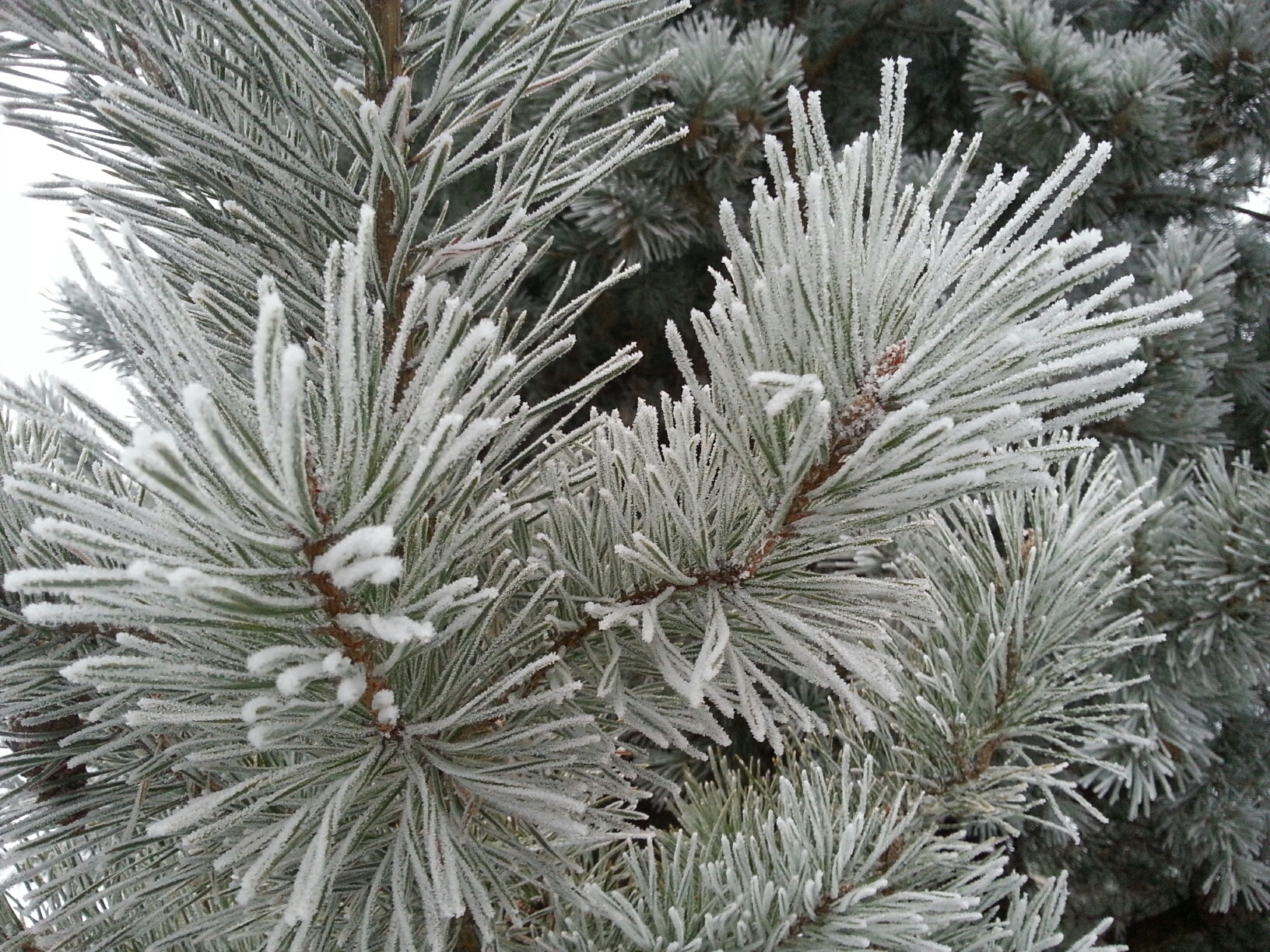 Winter Wonderland: Hoarfrost greets Minnesotans today | Updraft ...