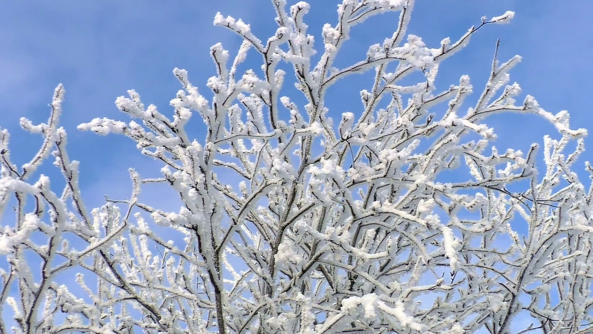 Branches covered with hoar frost and blue sky Stock Video Footage ...