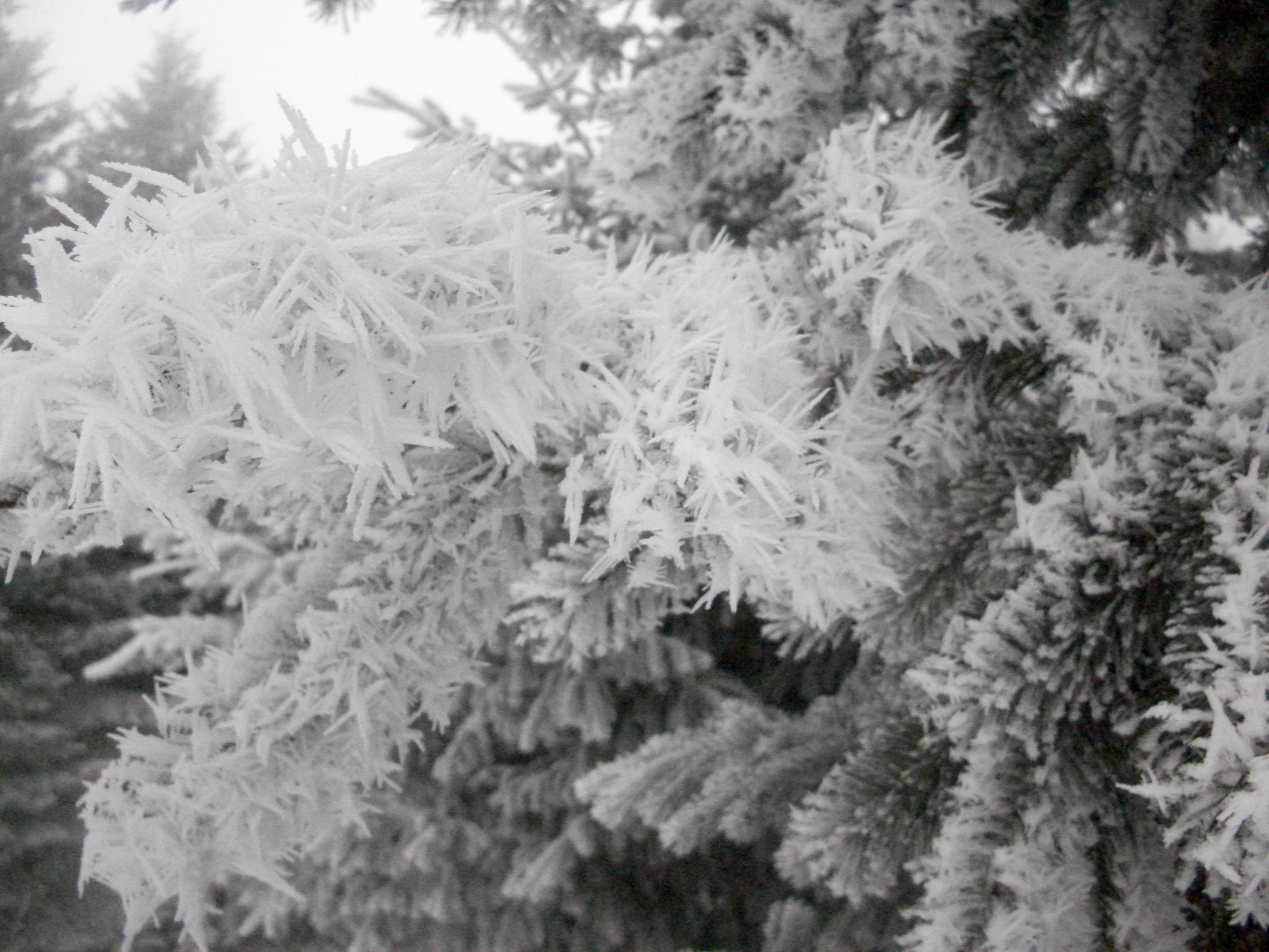 Hoarfrost | Notes for Next Year