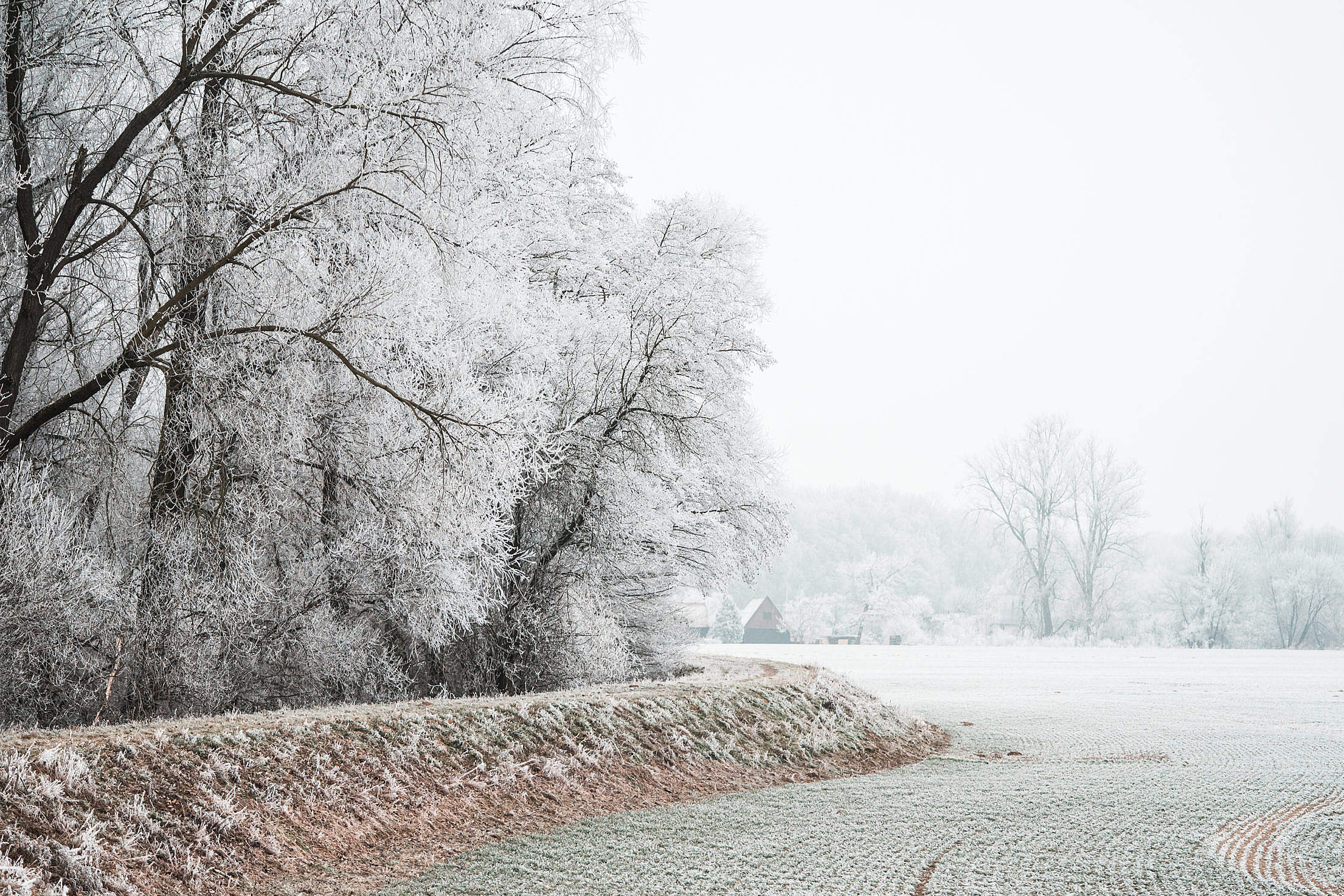 Field and Trees Covered in Hoarfrost Free Stock Photo Download ...