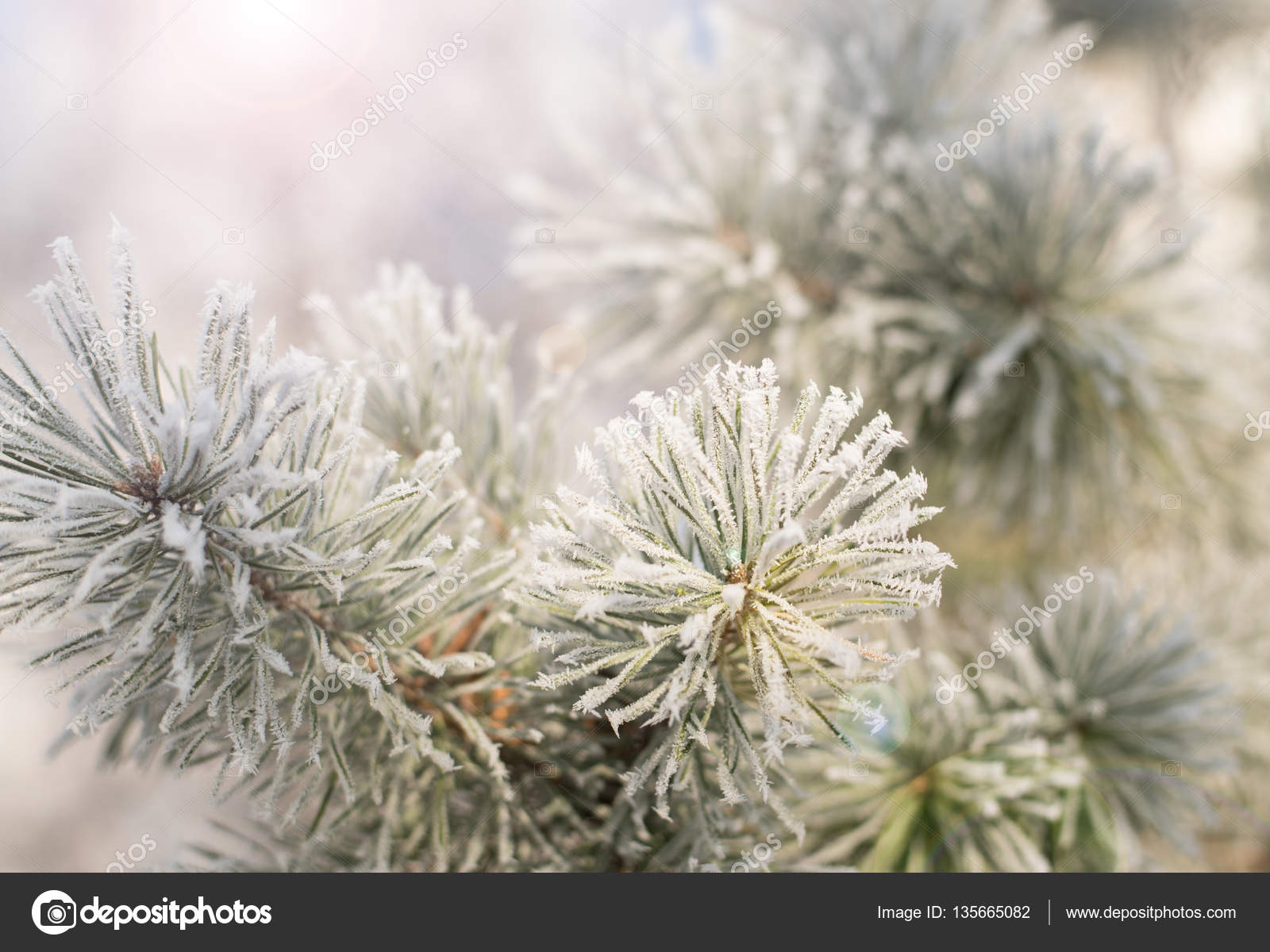 Pine with hoarfrost — Stock Photo © plysuikvv.gmail.com #135665082