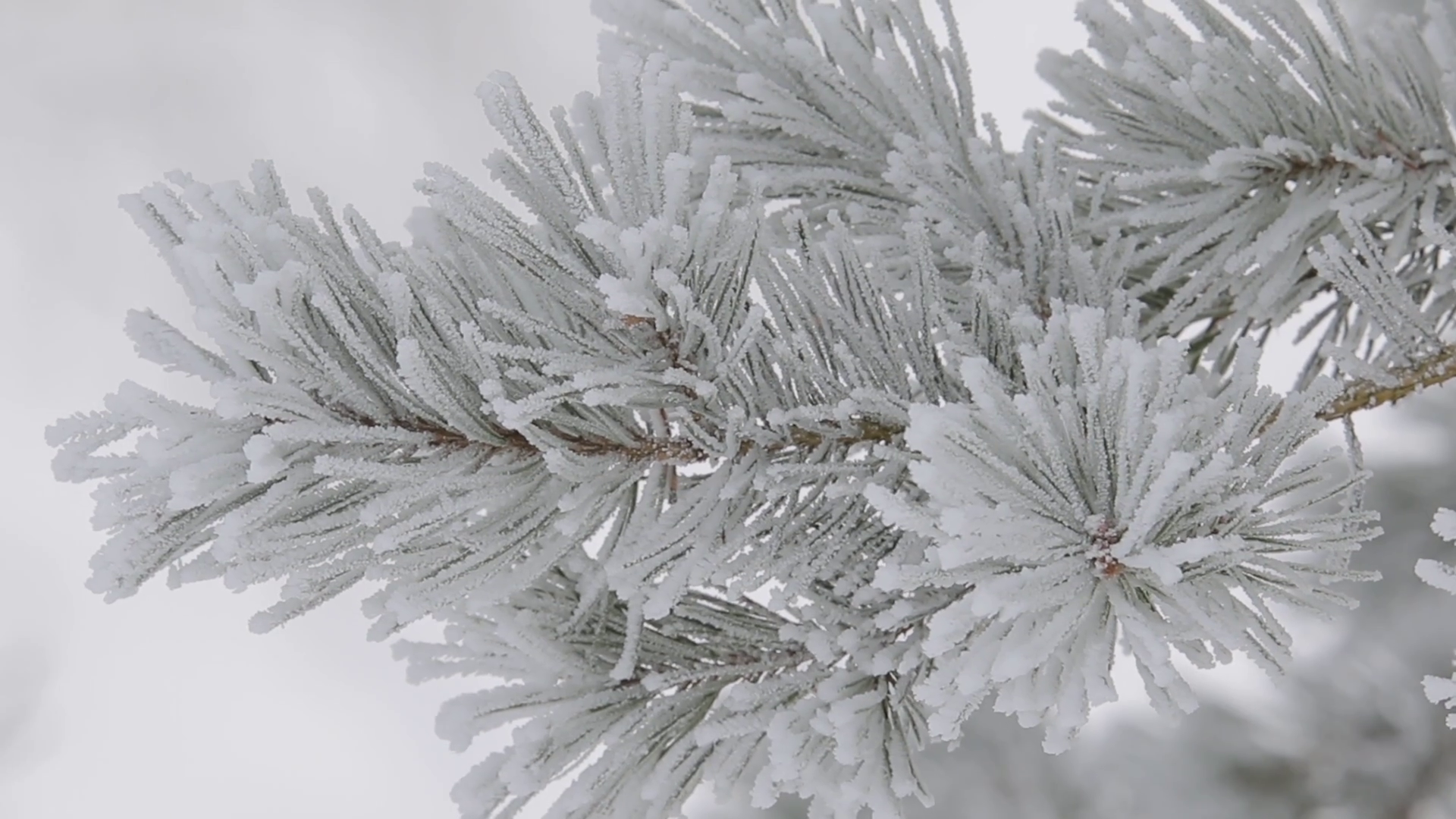 Hoarfrost on a coniferous tree. Frost on a pine tree. Sequence ...