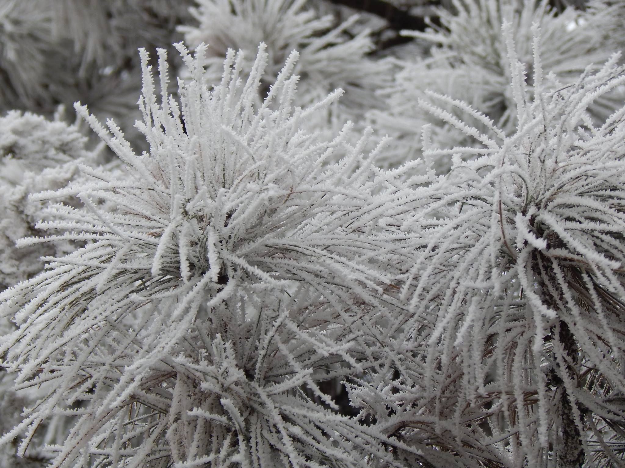 White Pine covered in Hoarfrost 2014. Photo credit: Rachel Lynn at ...