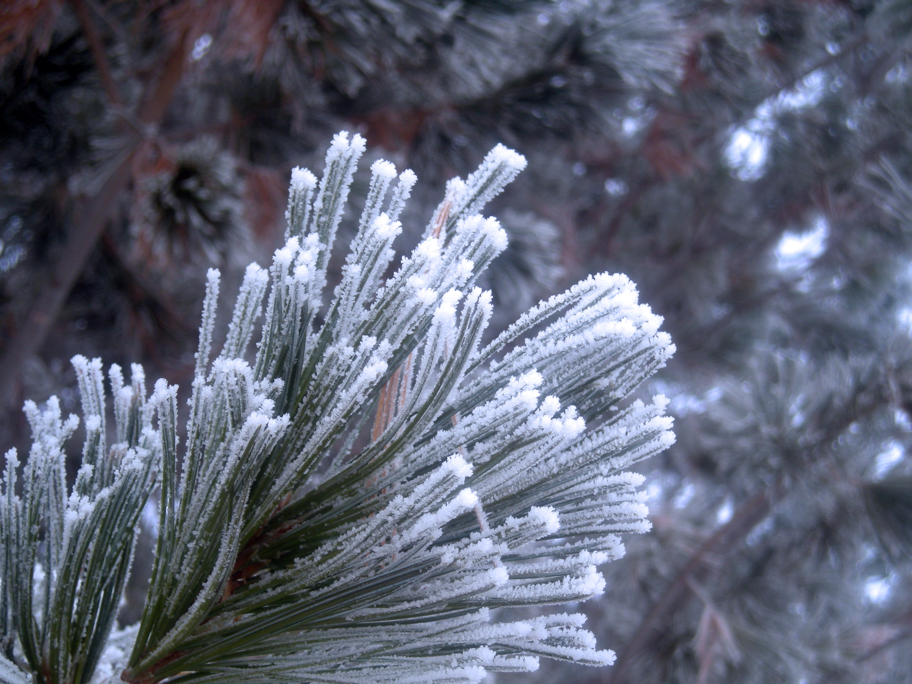 Hoarfrost on Pines, Evergreen, Frost, Hoarfrost, Pinetree, HQ Photo