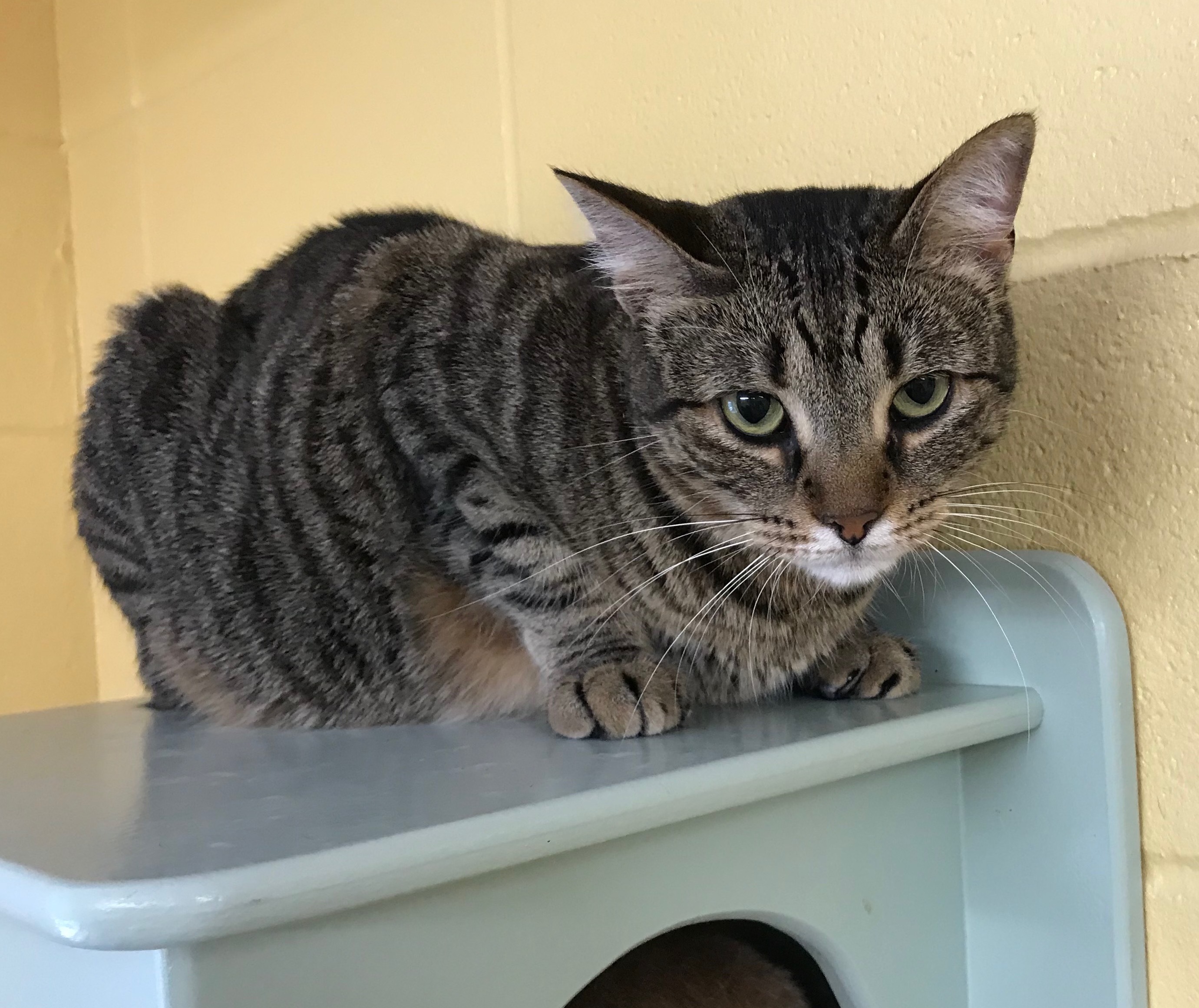 Cat for Adoption – Mocha, near Lake Charles, LA | Petfinder
