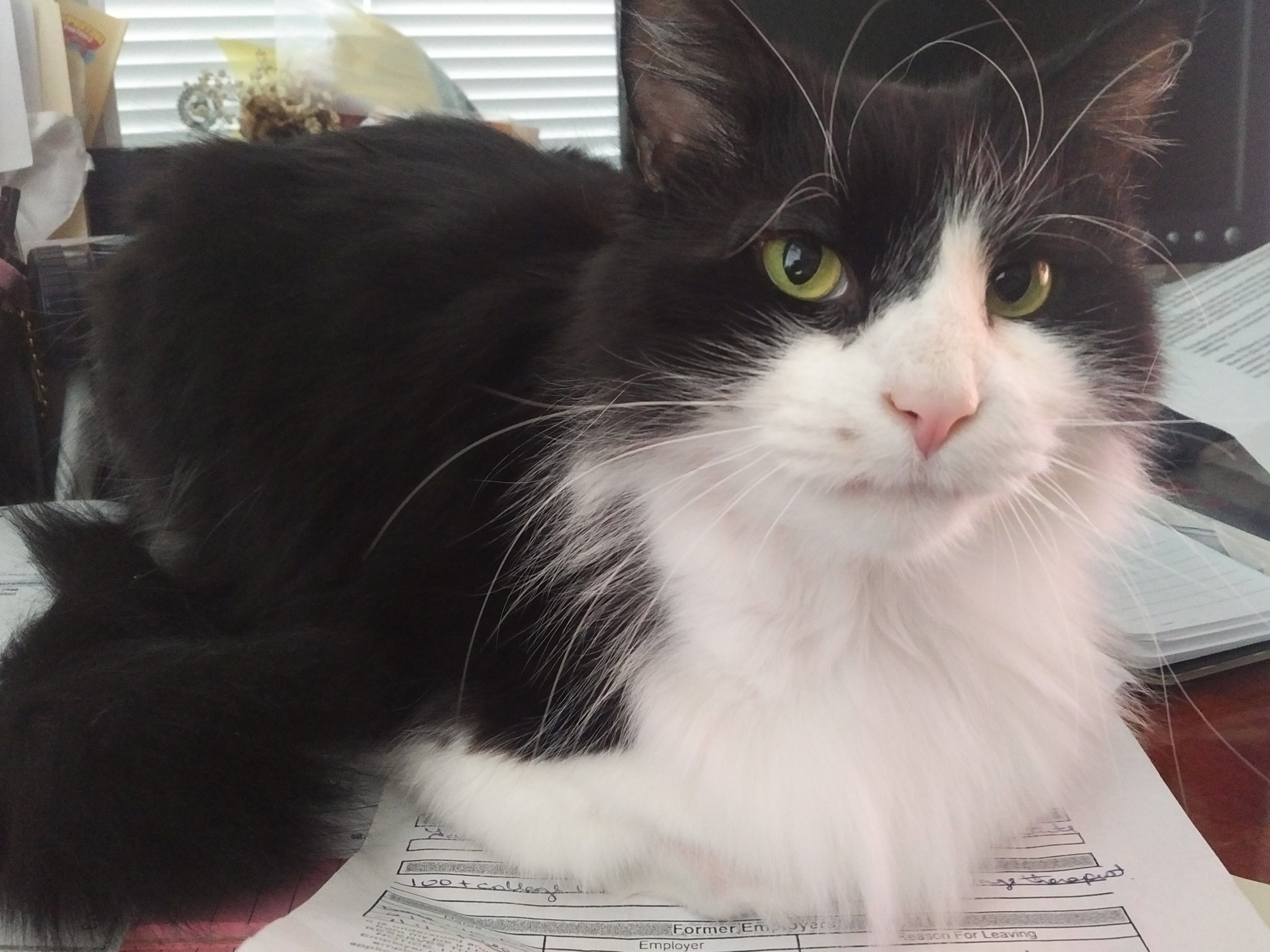 Cat for Adoption – Hobo, near Ashland, KY | Petfinder