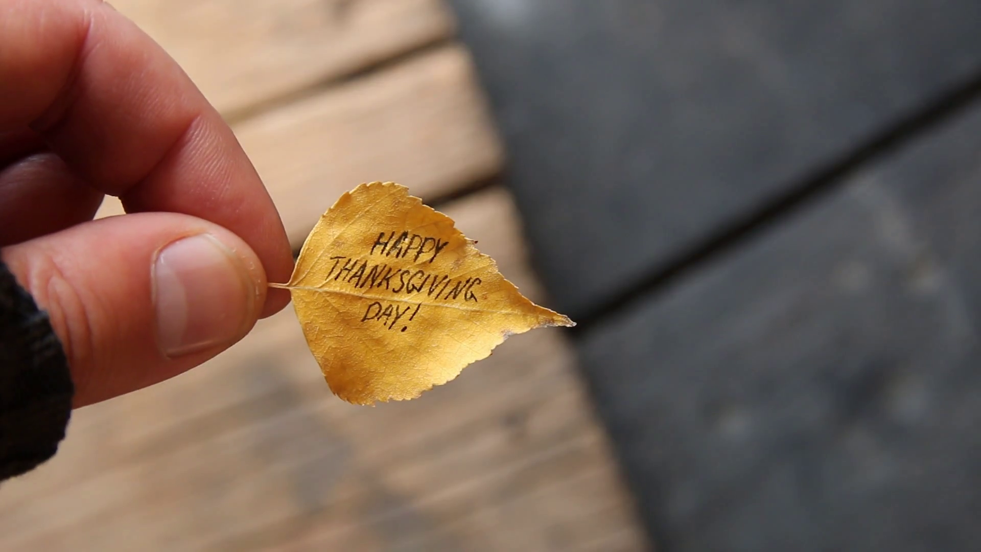 hand holding leaf with text Happy Thanksgiving day Stock Video ...