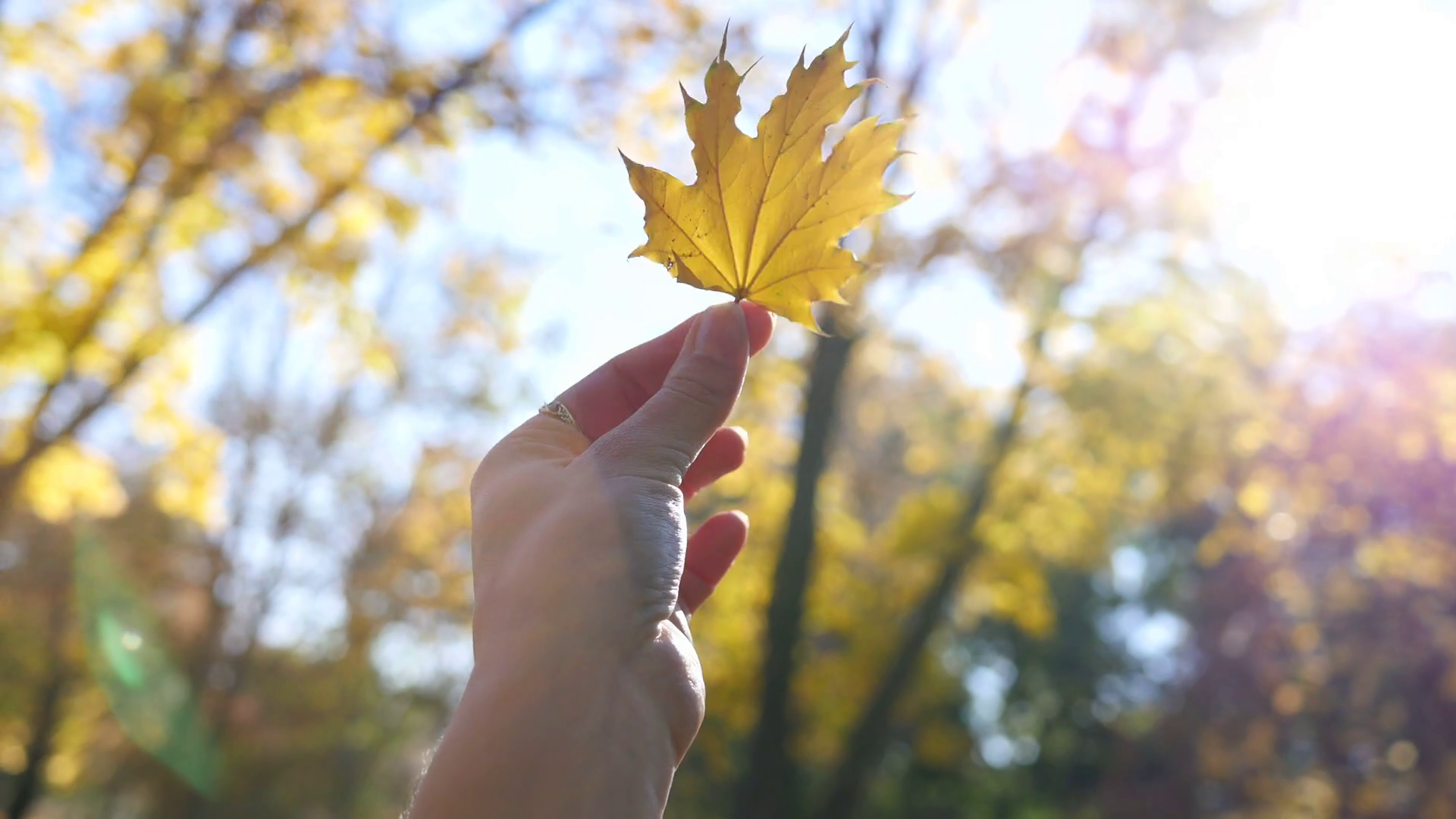 A girl holding with fingers a yellow autumn leaf walking in a park ...