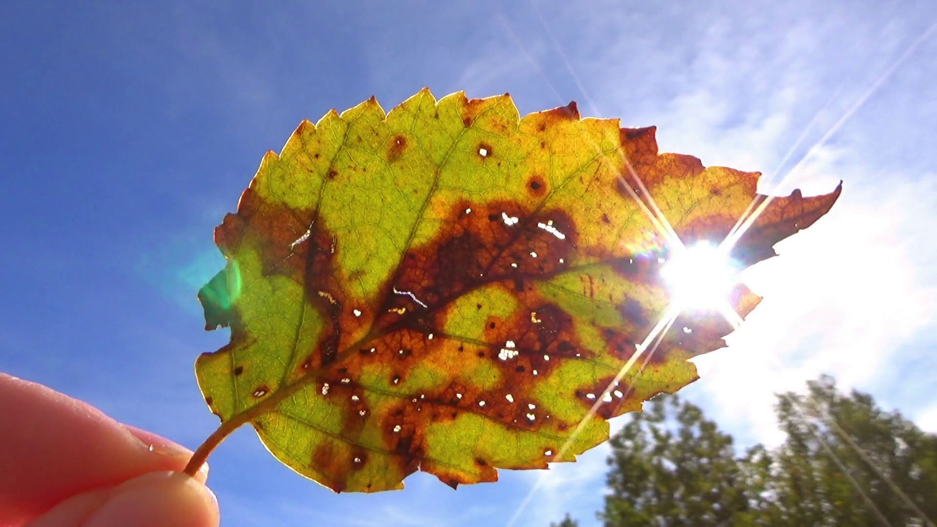 Holding leaf in hand above the sky, sun shining through and wind ...