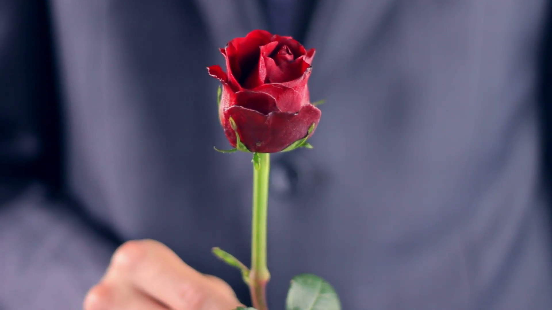 Man in suit holding a red rose Stock Video Footage - Videoblocks