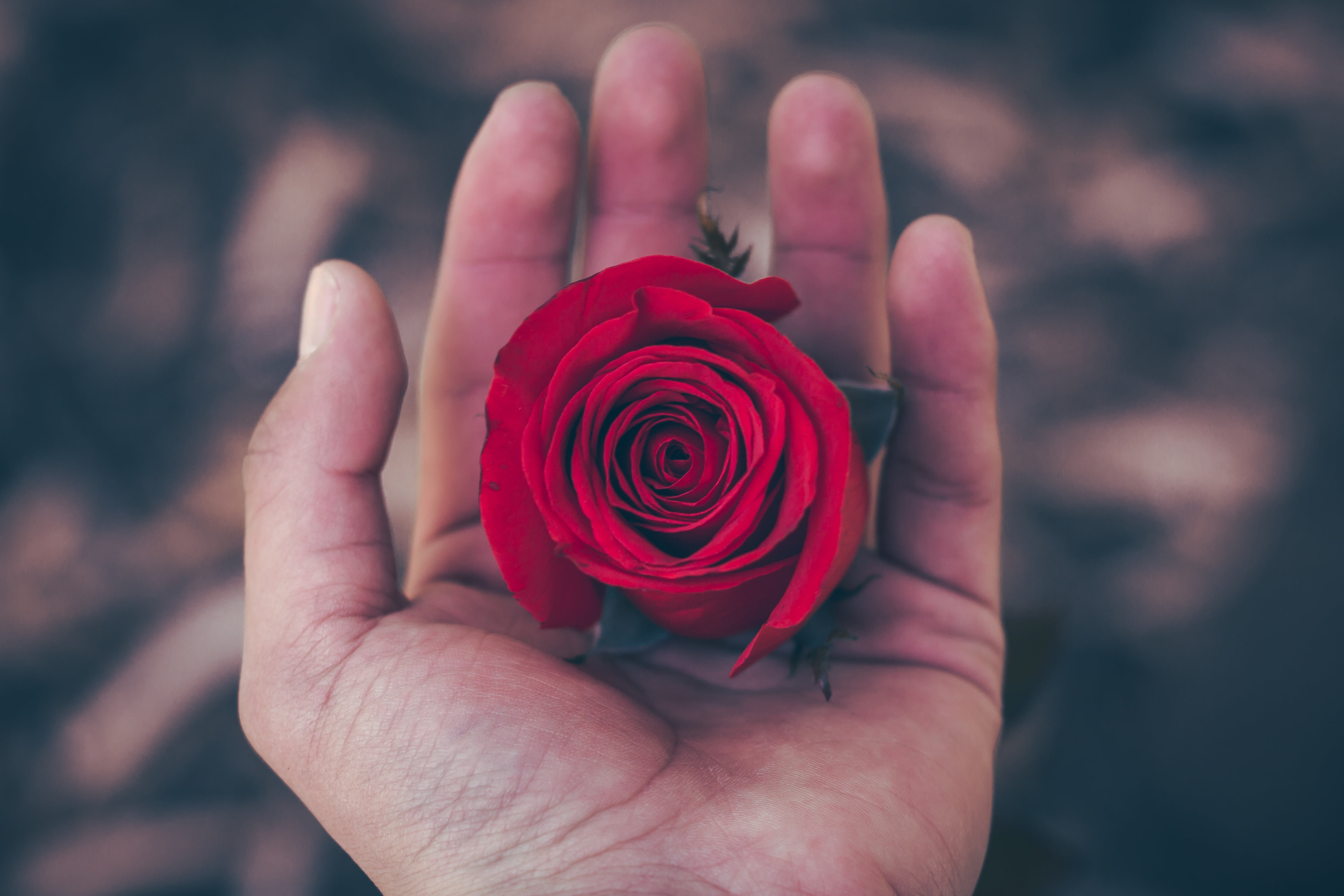 Person holding red Rose flower HD wallpaper | Wallpaper Flare