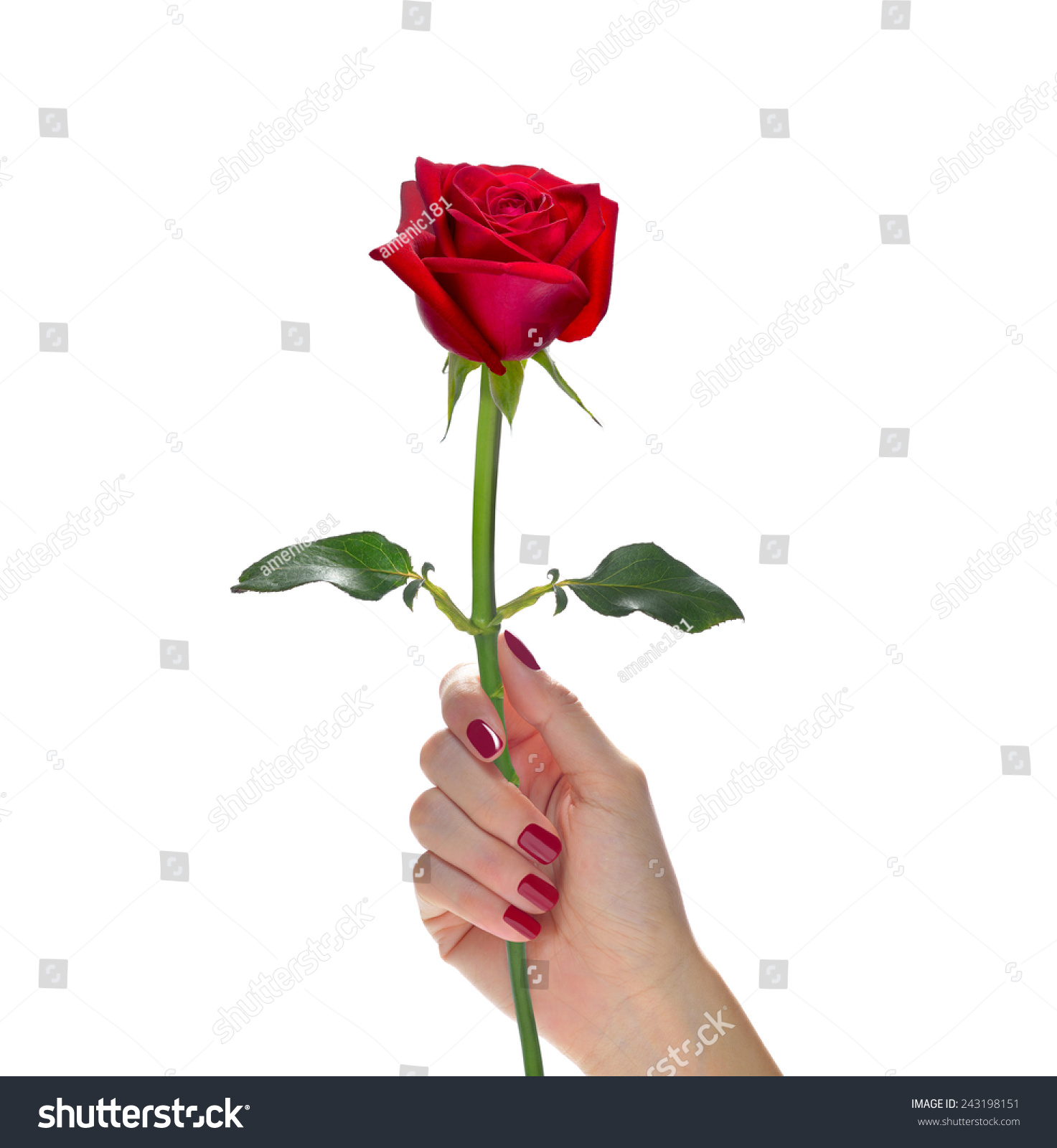 Hand Holding Beautiful Red Rose Flower Stock Photo (Royalty Free ...