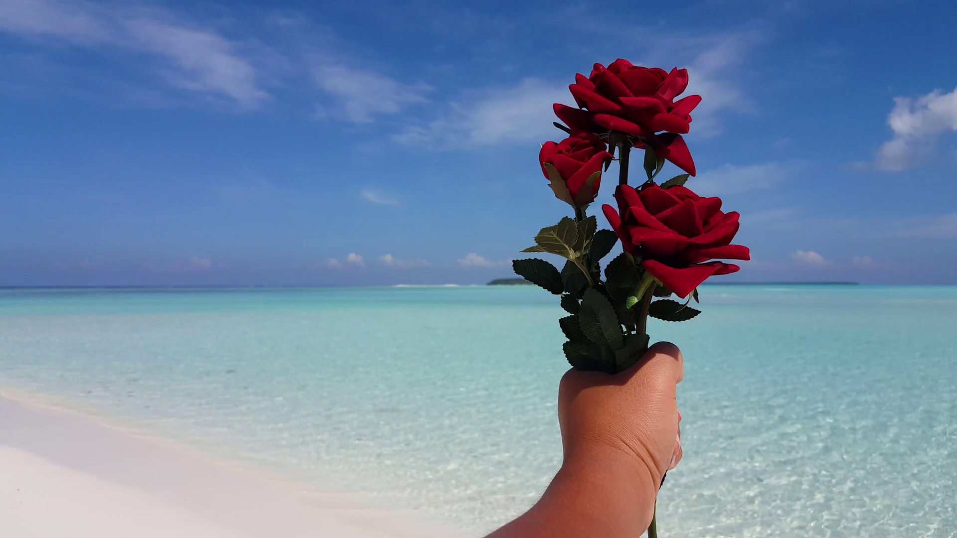 1740 Pink Rose with Water Drops Hand Holding Rose, HD Stock Video ...