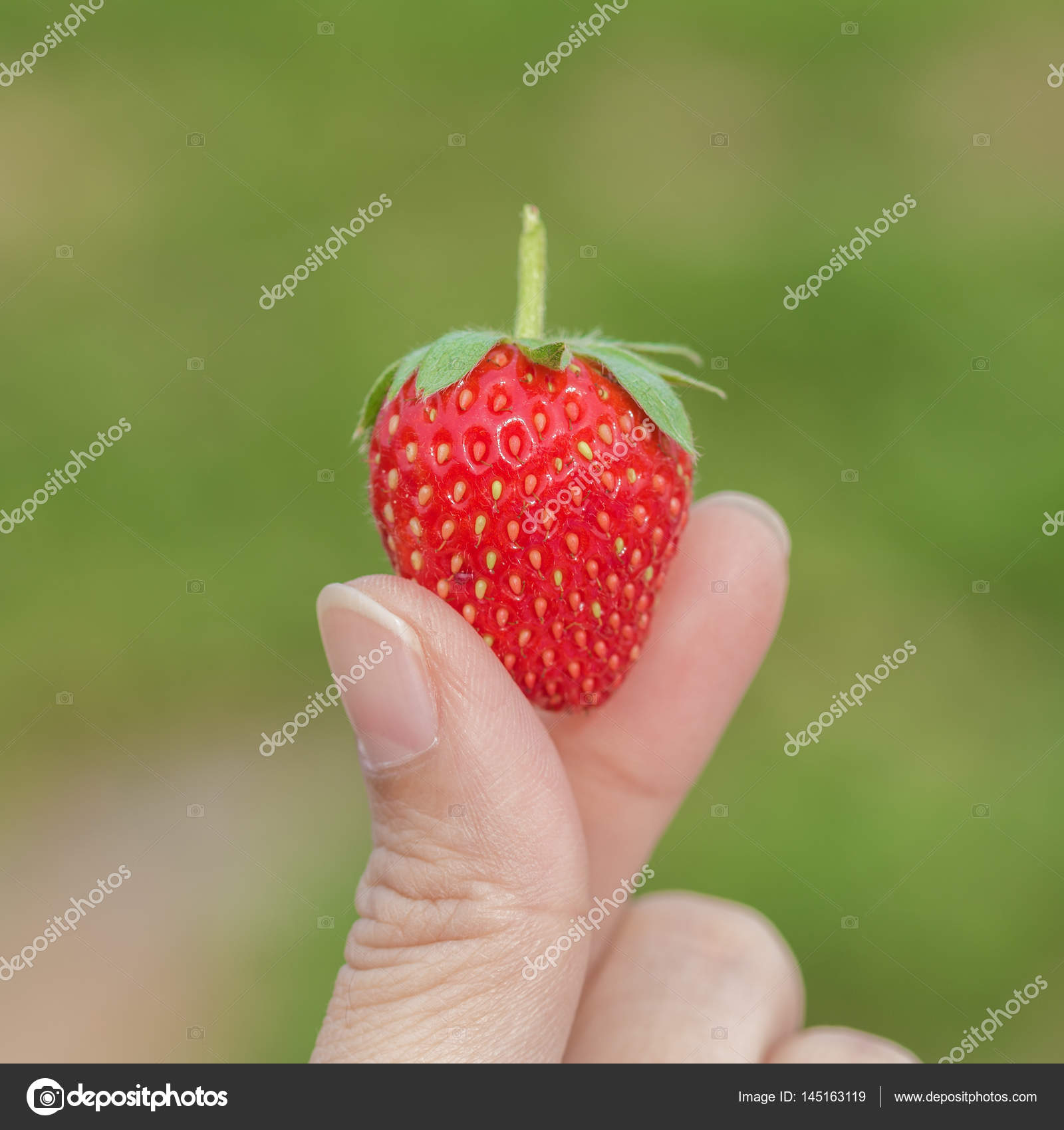 hand holding strawberry with green nature background — Stock Photo ...