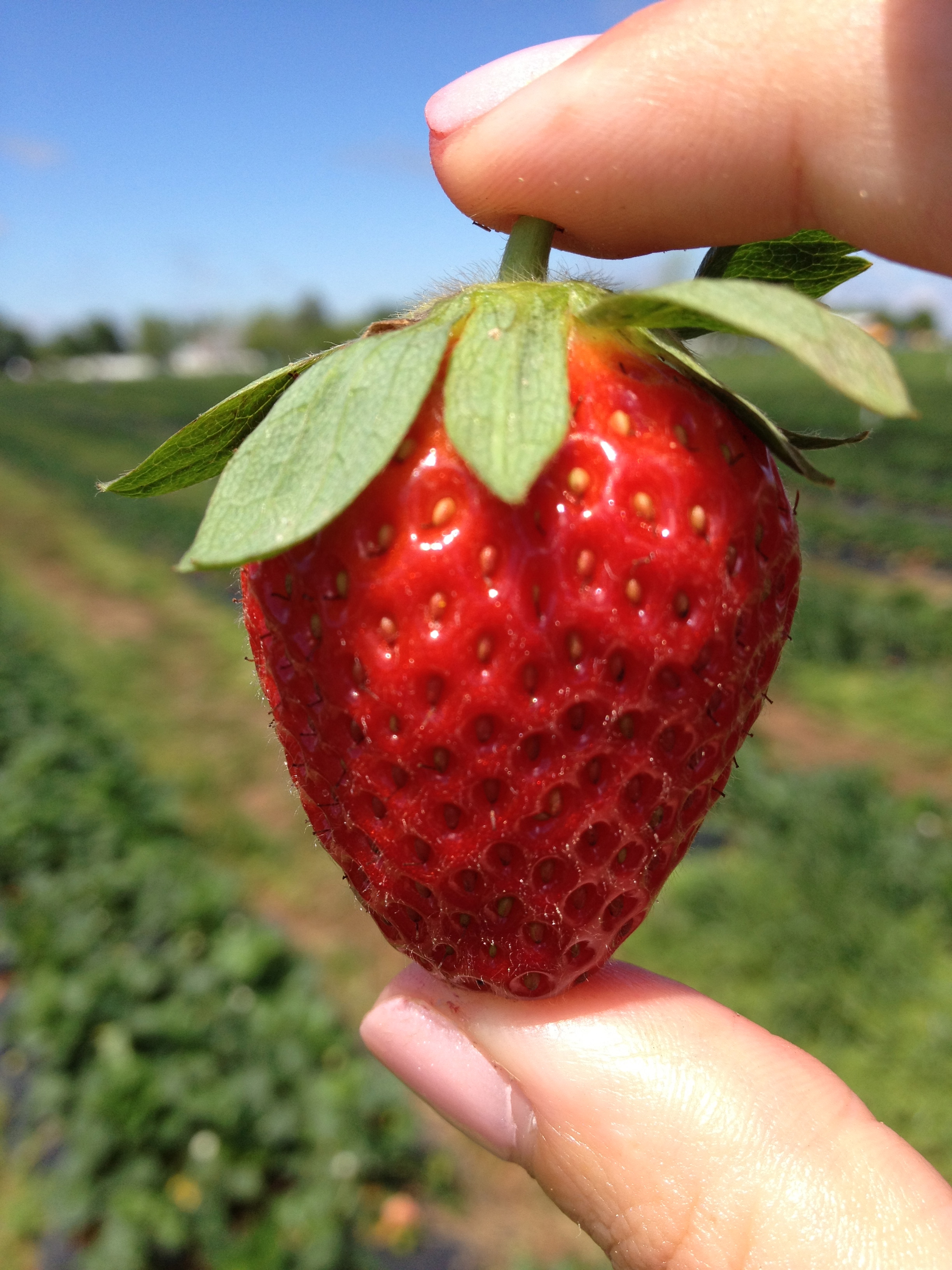 Strawberries (Again)!! – Ground Control to Major Mom