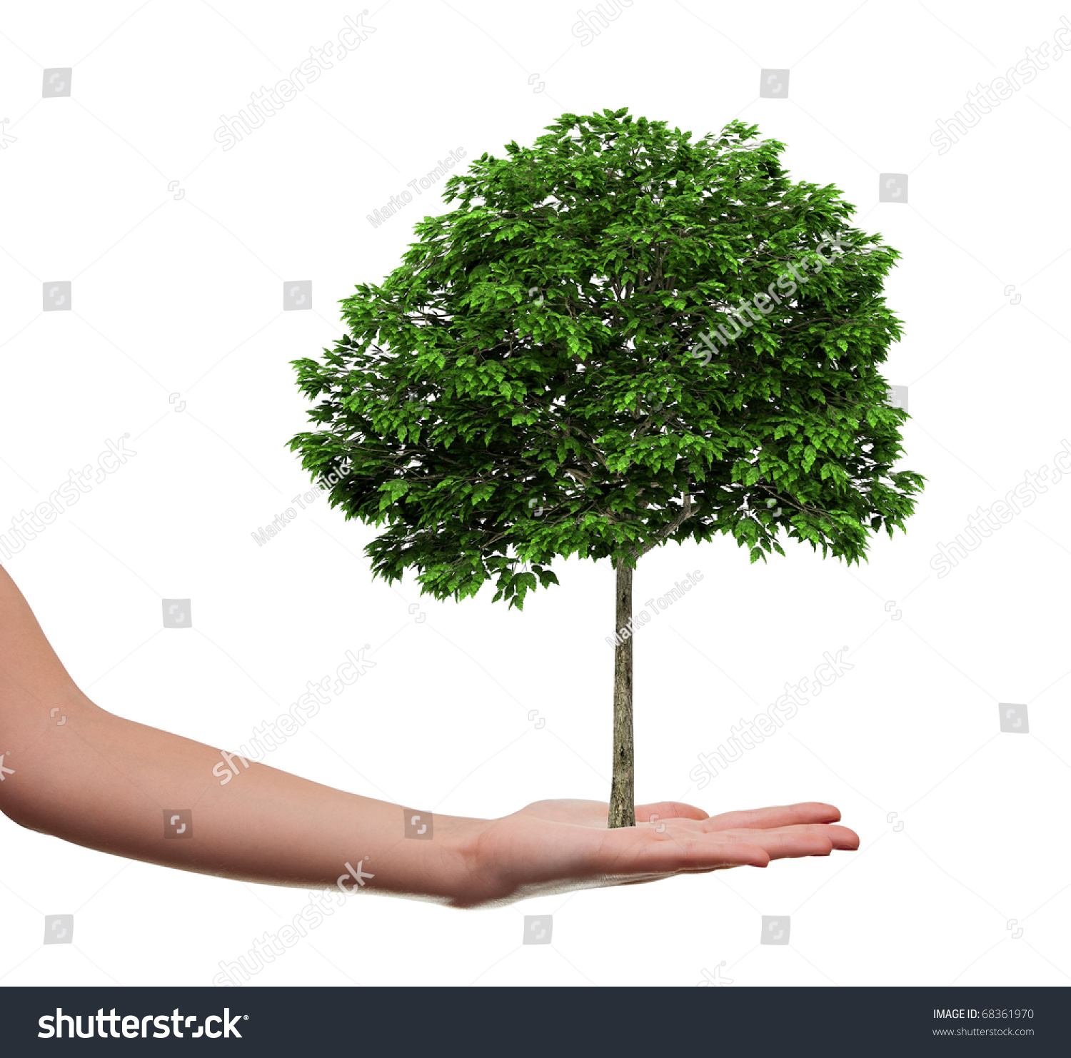 Female Hand Holding Tree Stock Illustration 68361970 - Shutterstock