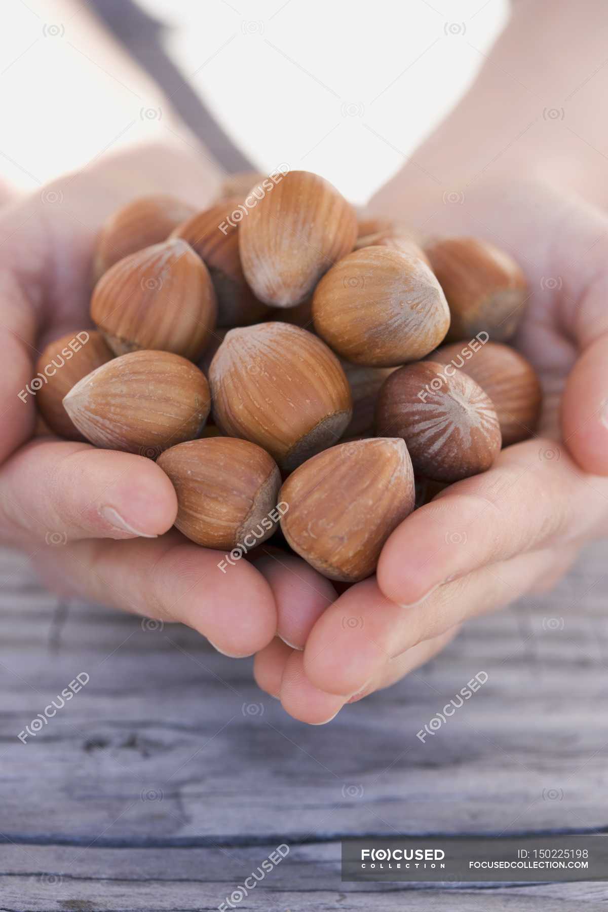 Hands holding hazelnuts — Stock Photo | #150225198