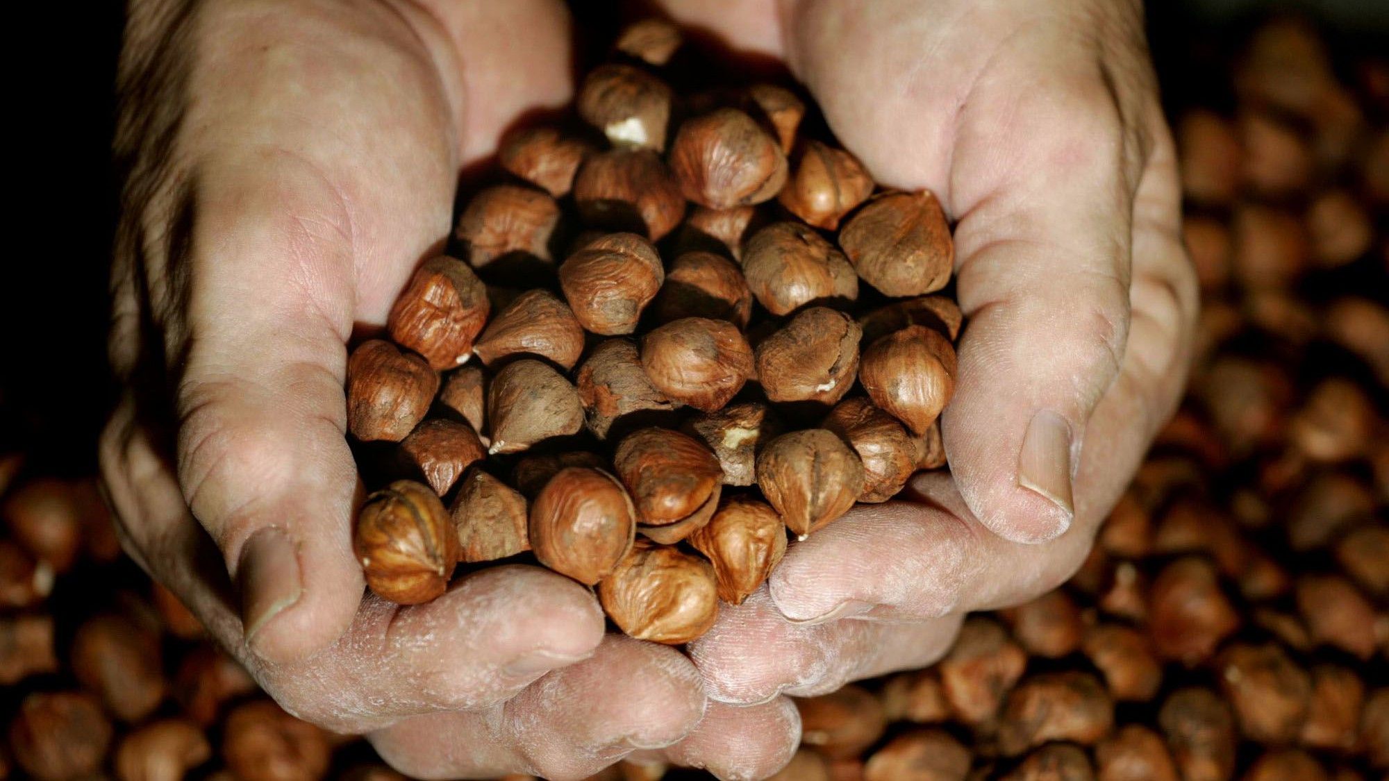 This small Turkish town grows a quarter of the world's hazelnuts ...