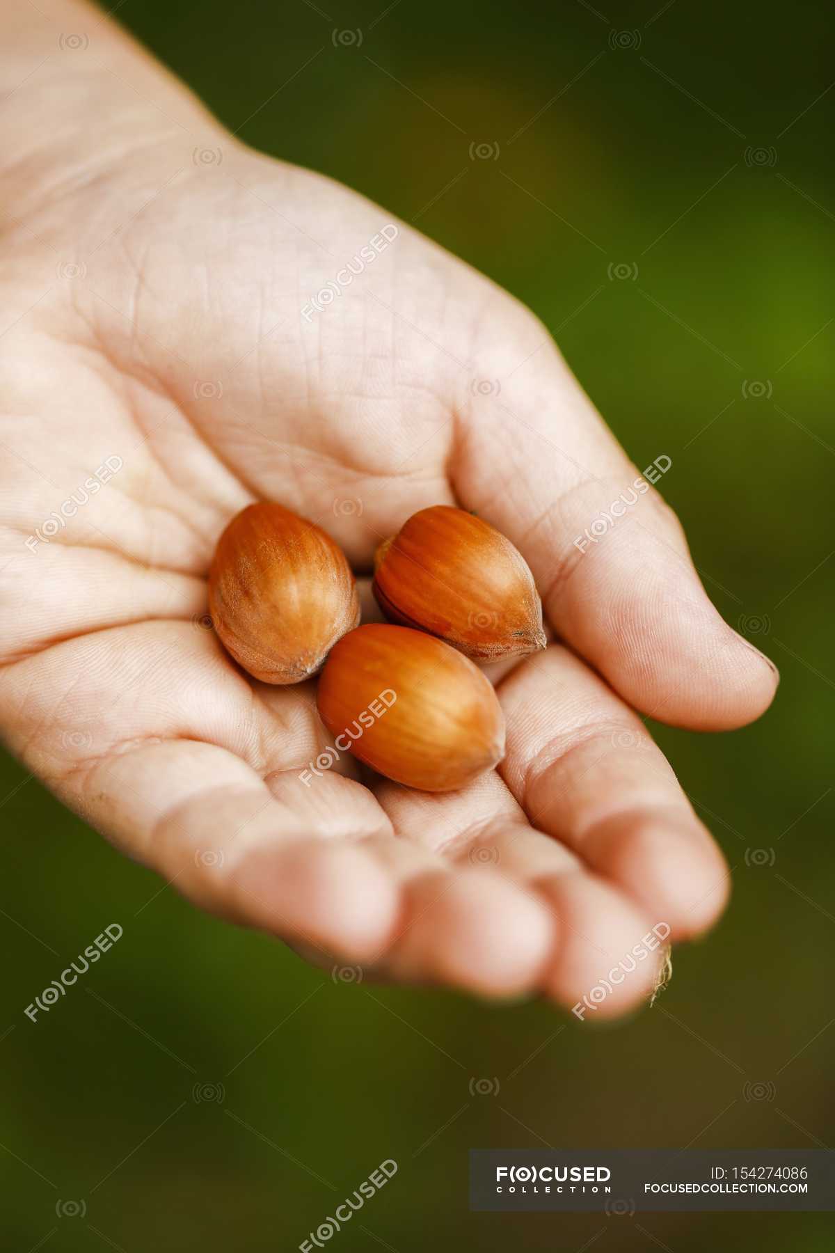 Hand holding fresh picked hazelnuts — Stock Photo | #154274086