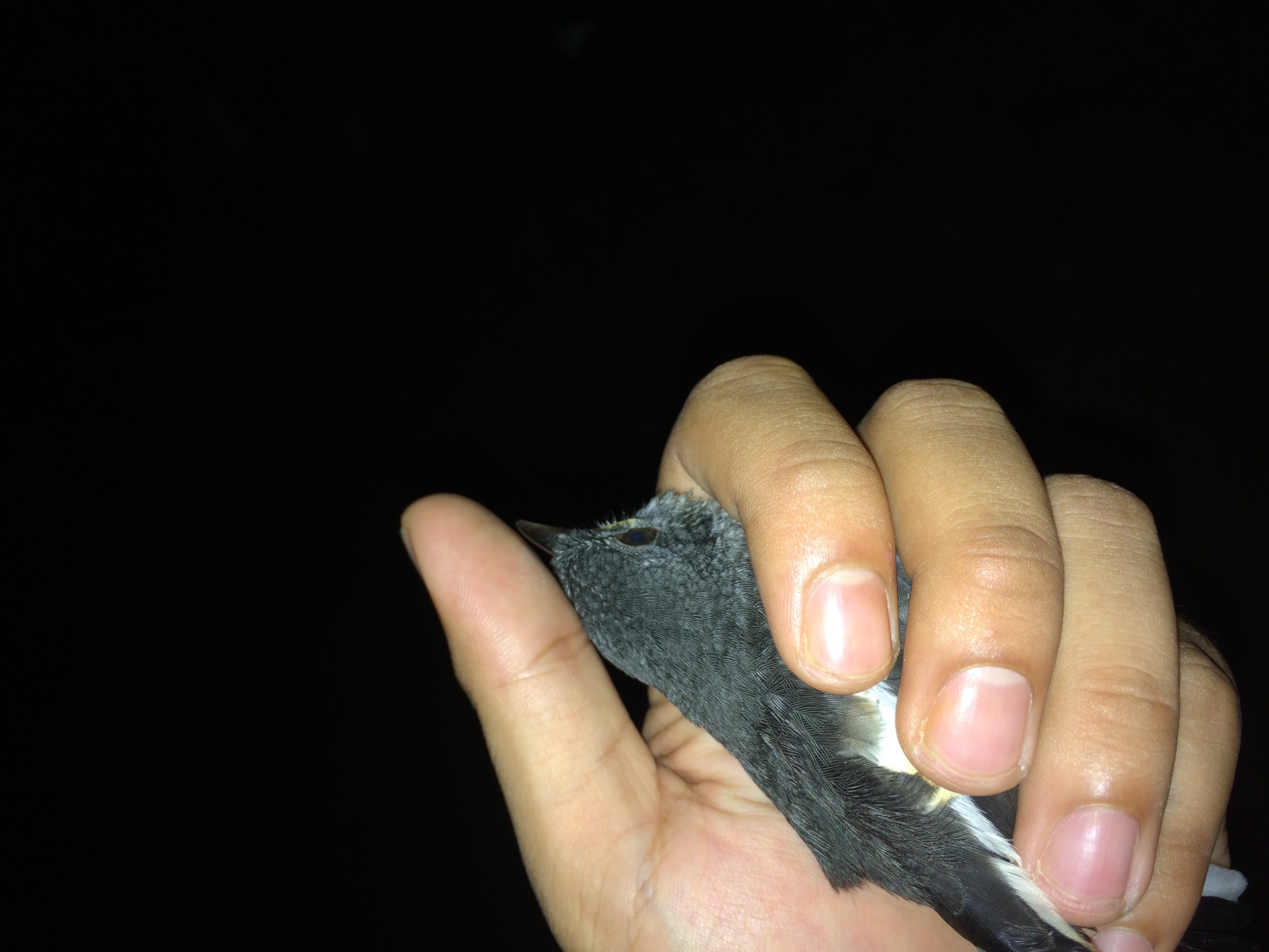 Holding oriental magpie-robin photo