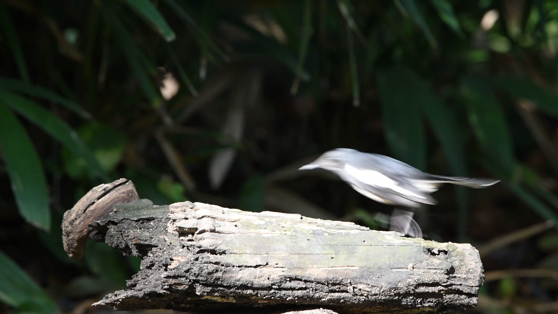 Bird (Oriental magpie-robin or Copsychus saularis) female black and ...