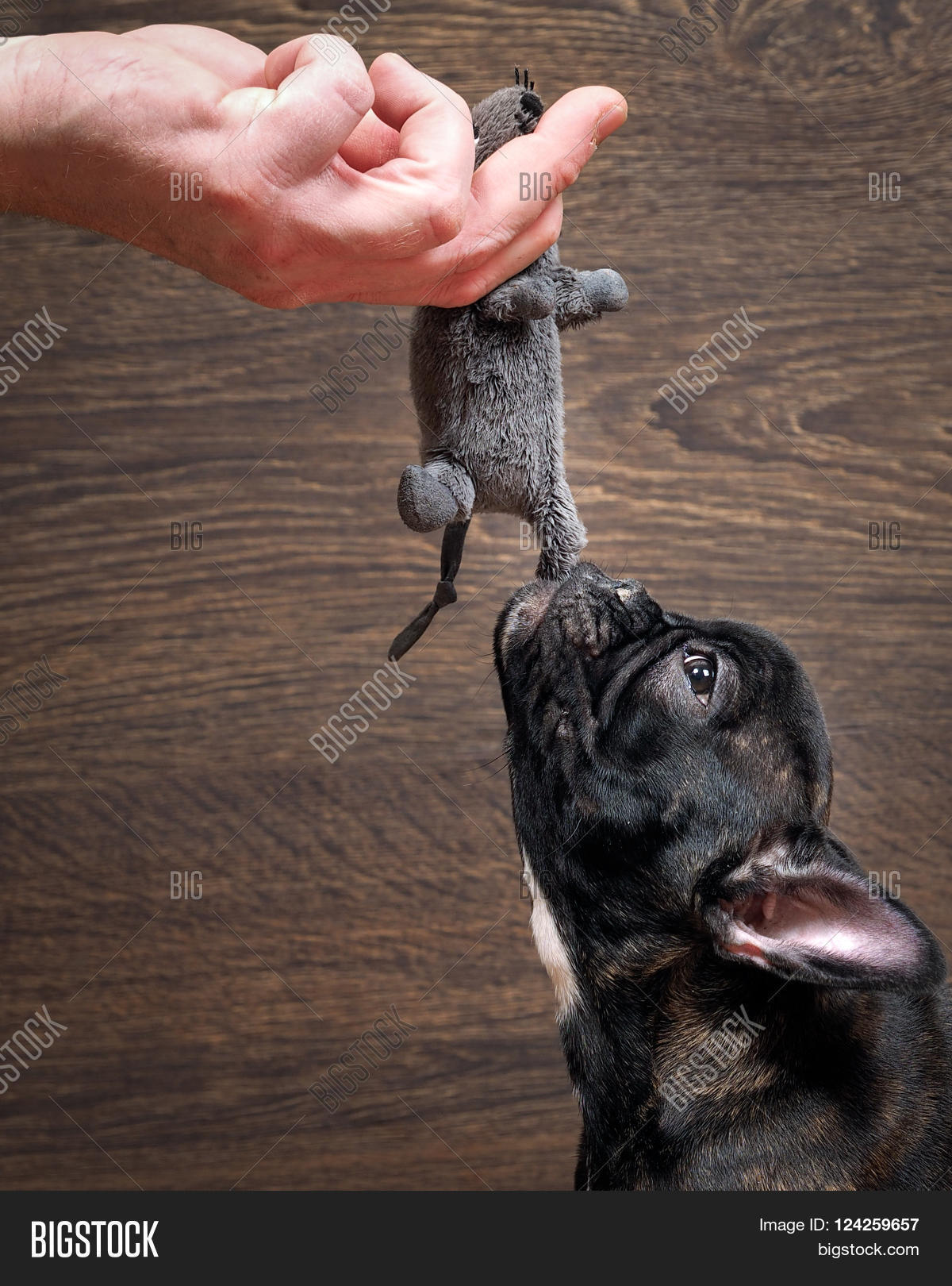 Dog Playing Soft Toy. Toy - Gray Image & Photo | Bigstock