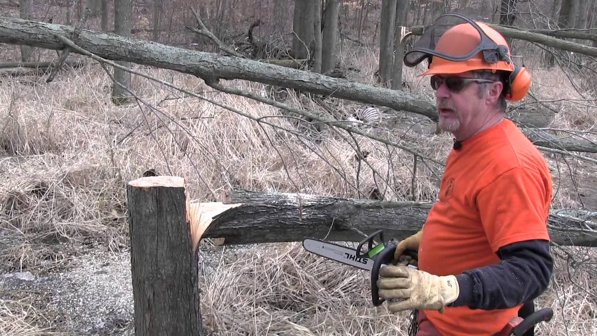 Importance of holding wood when hinge cutting trees for deer habitat ...