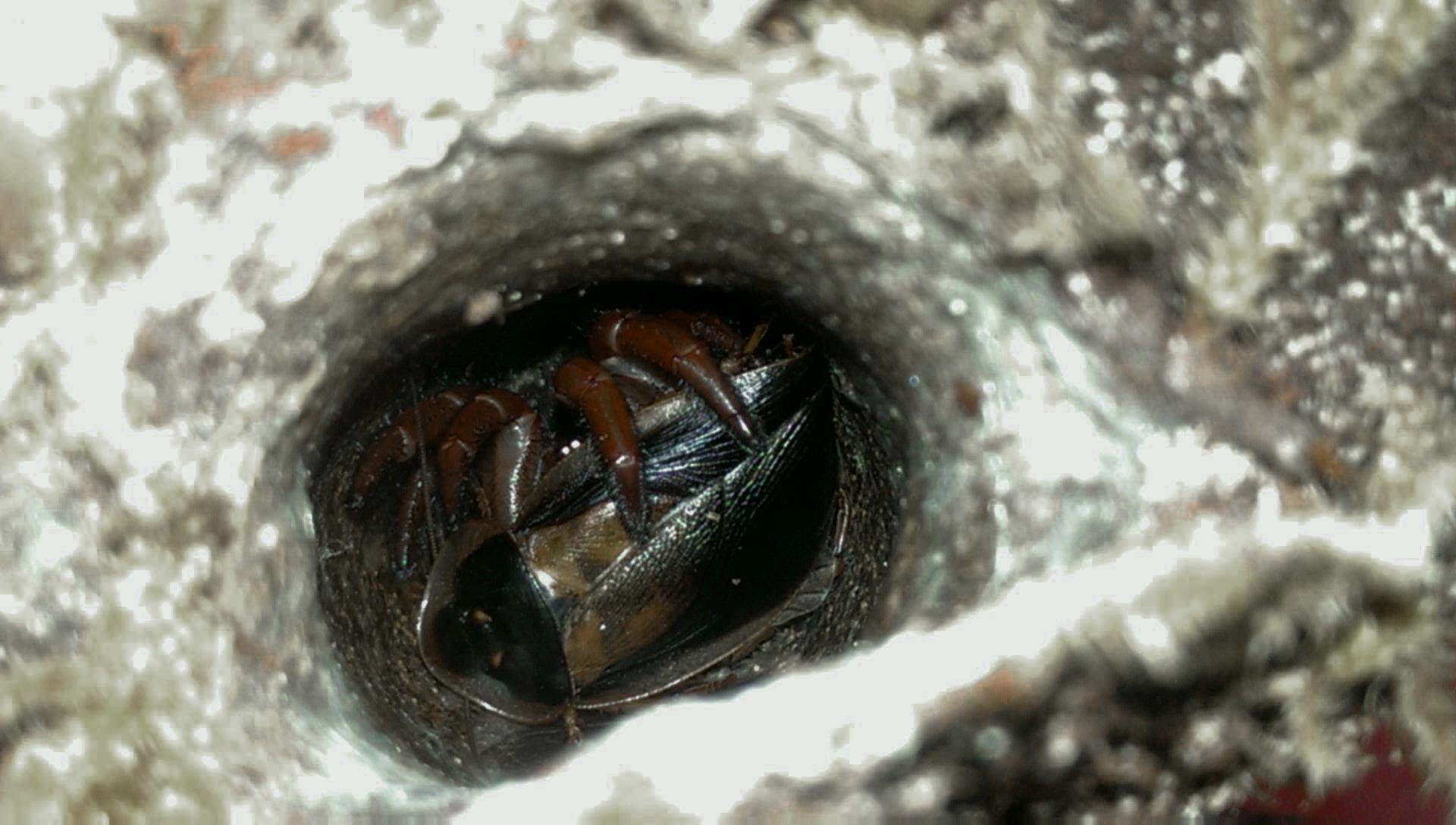 Red Trapdoor Spider Feeding - A View Down the Spider Hole - YouTube
