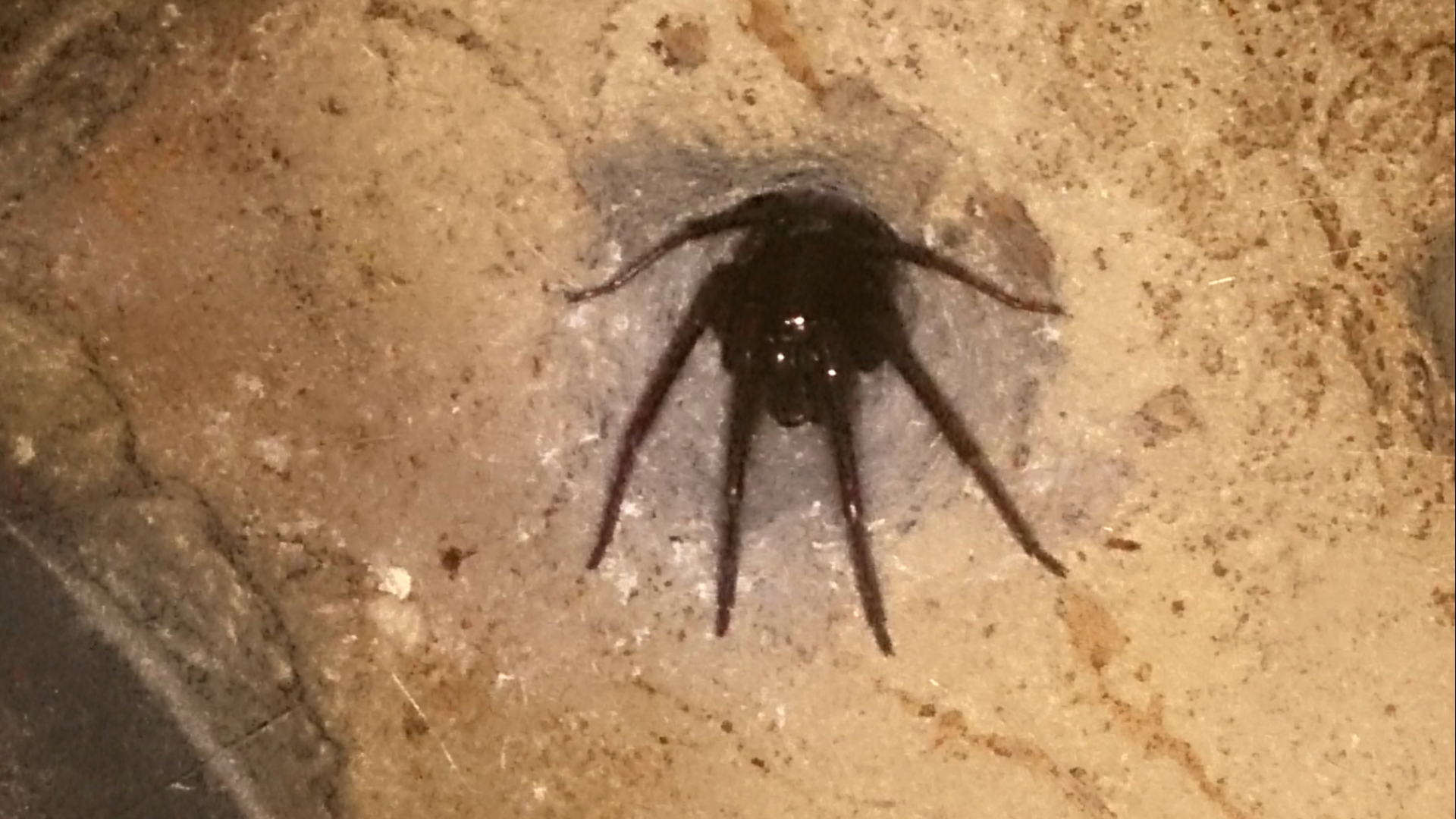 spider that lives in a hole of the wall in my house - Imgur