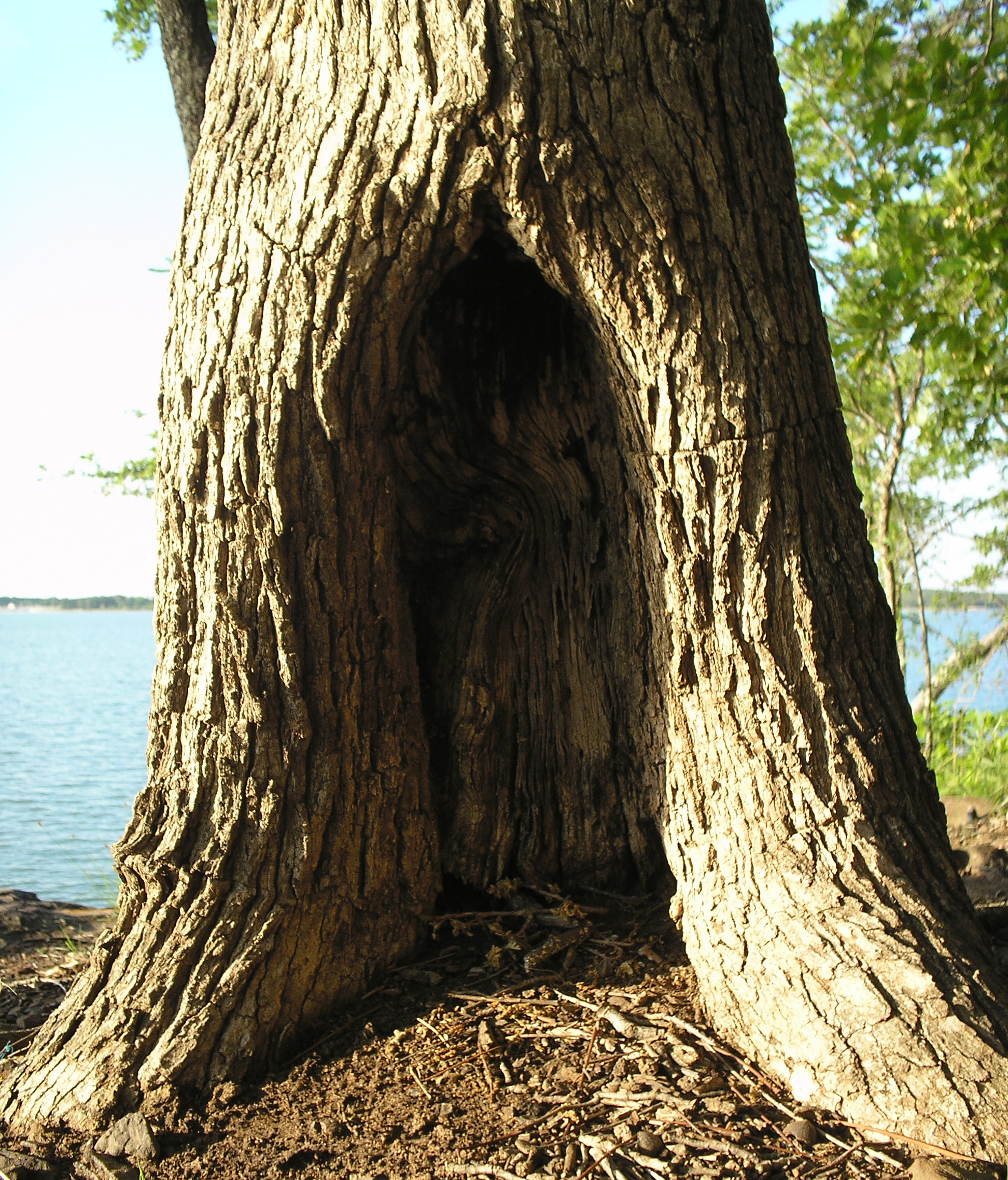 Hollow tree photo