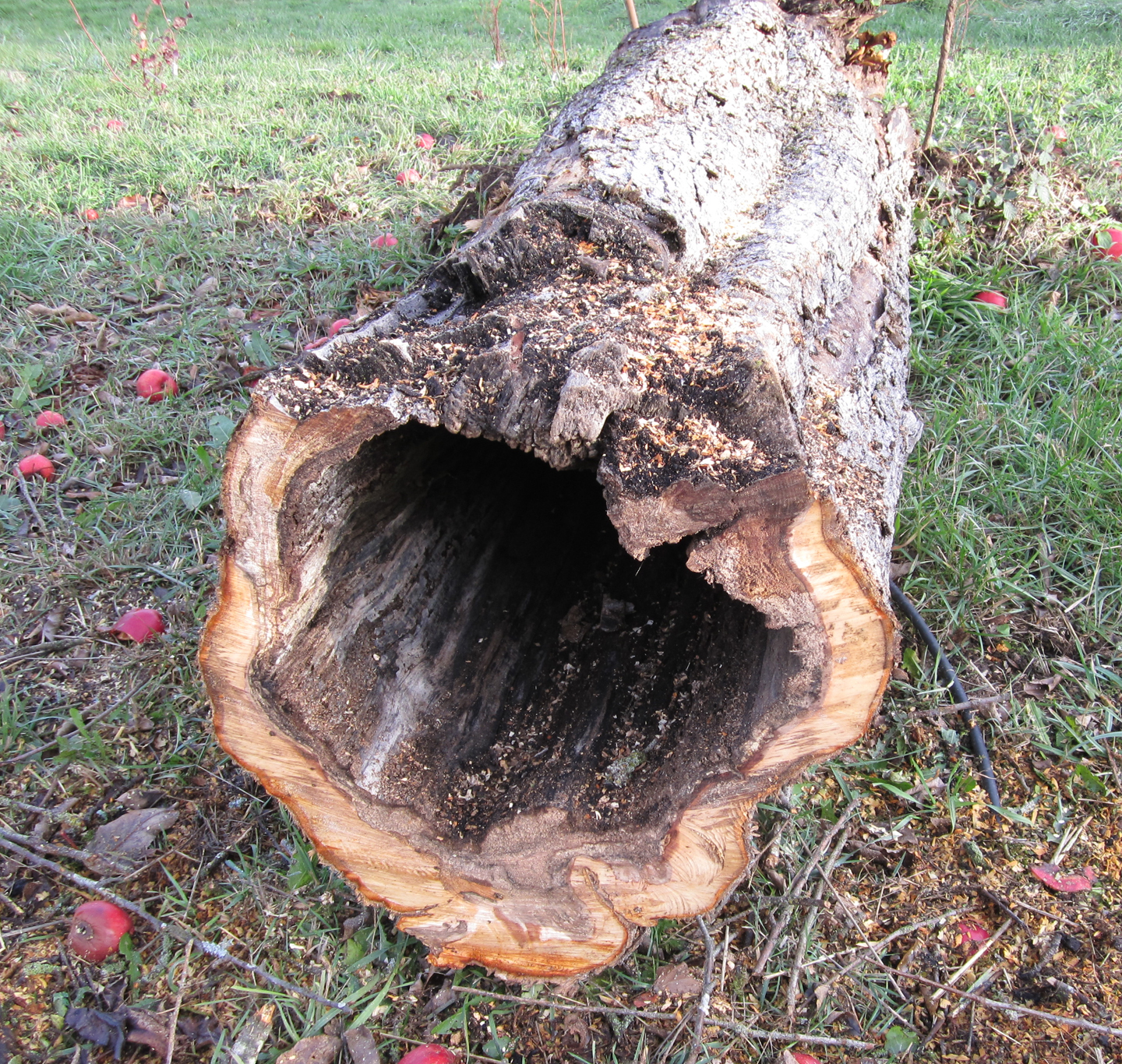 hollow tree – Barnstorming