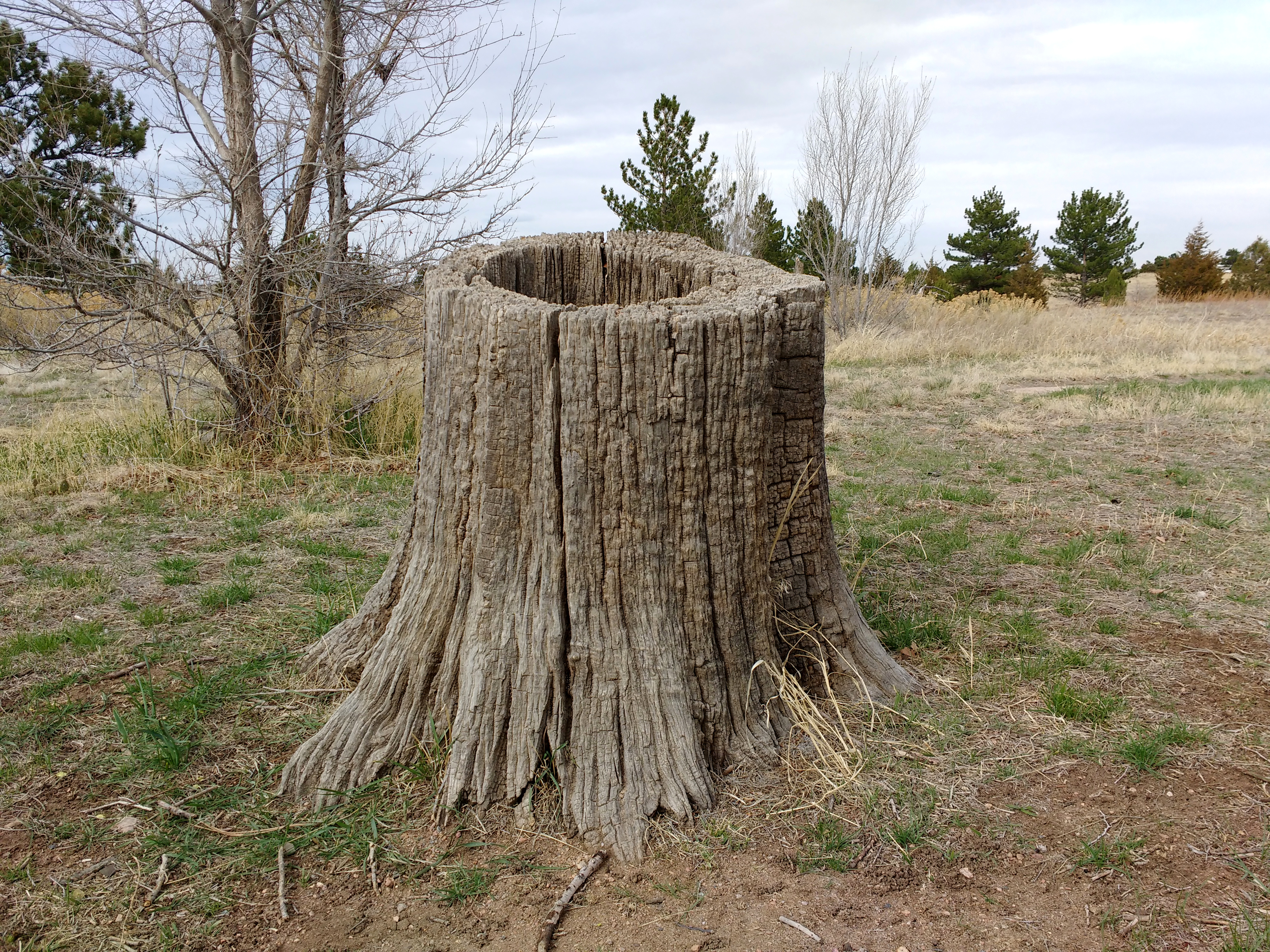 Hollow Tree Stump Picture | Free Photograph | Photos Public Domain
