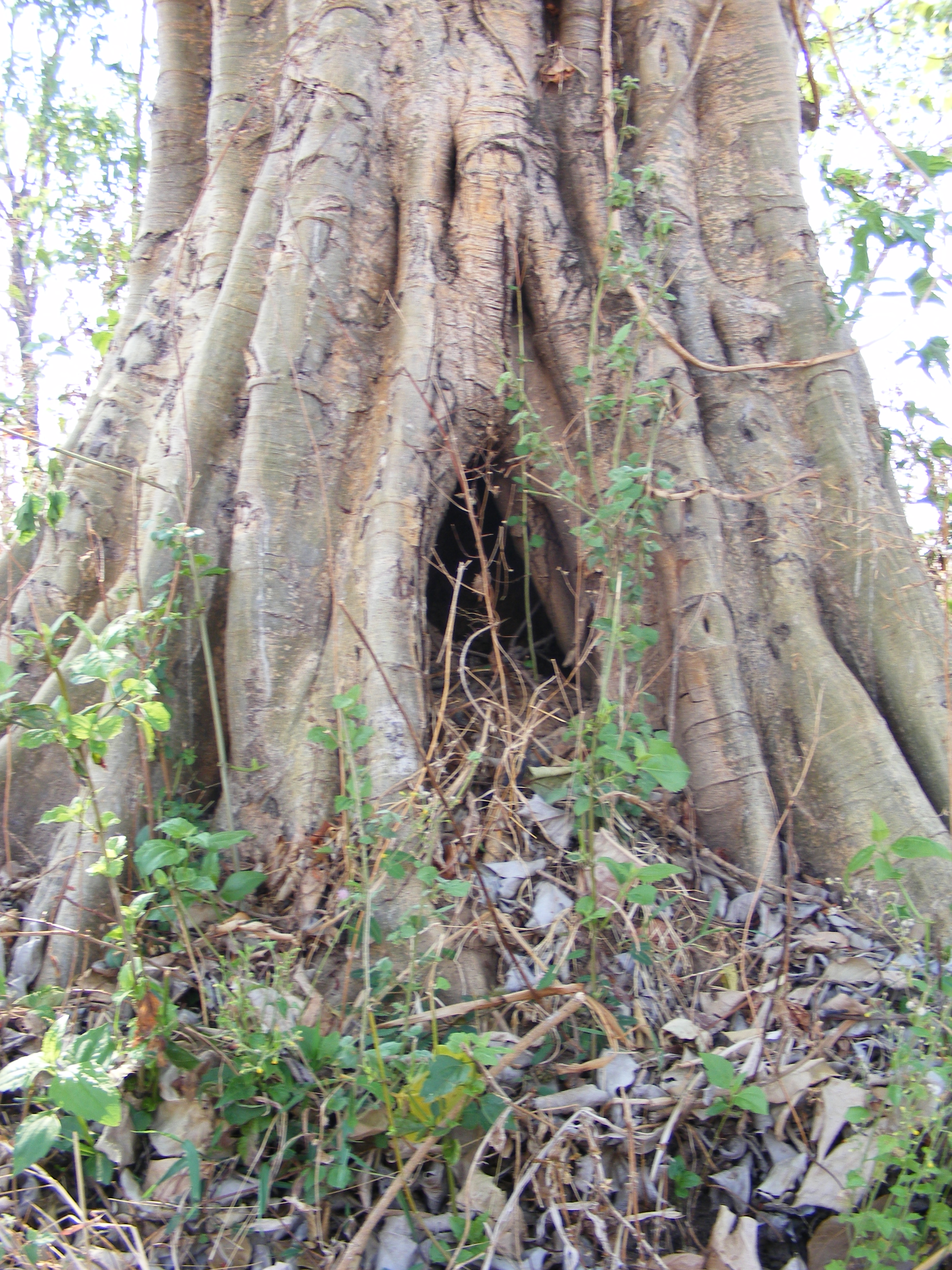 File:Hollow tree - Thailand.JPG - Wikimedia Commons