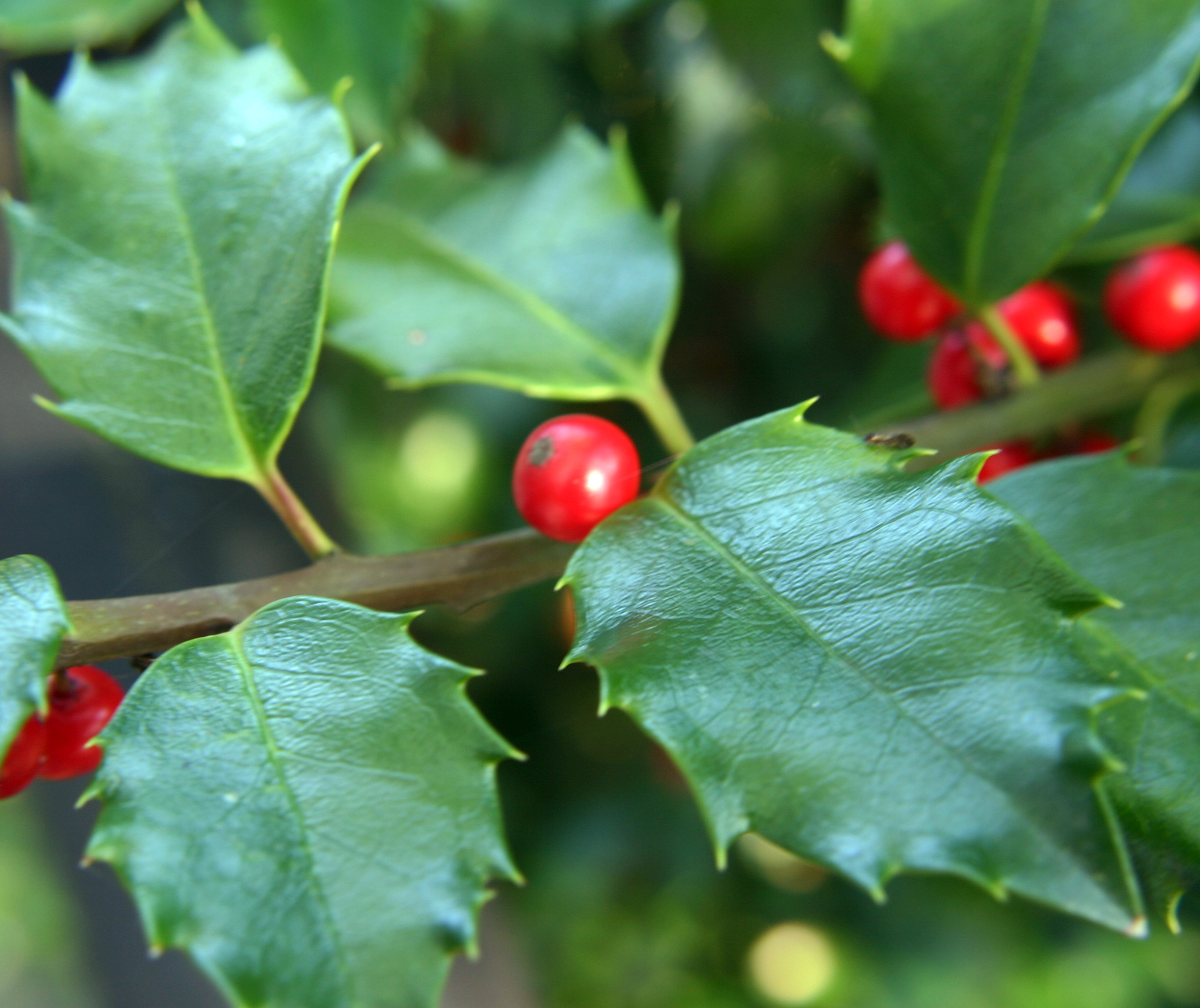 Medicinal Plants-American Holly