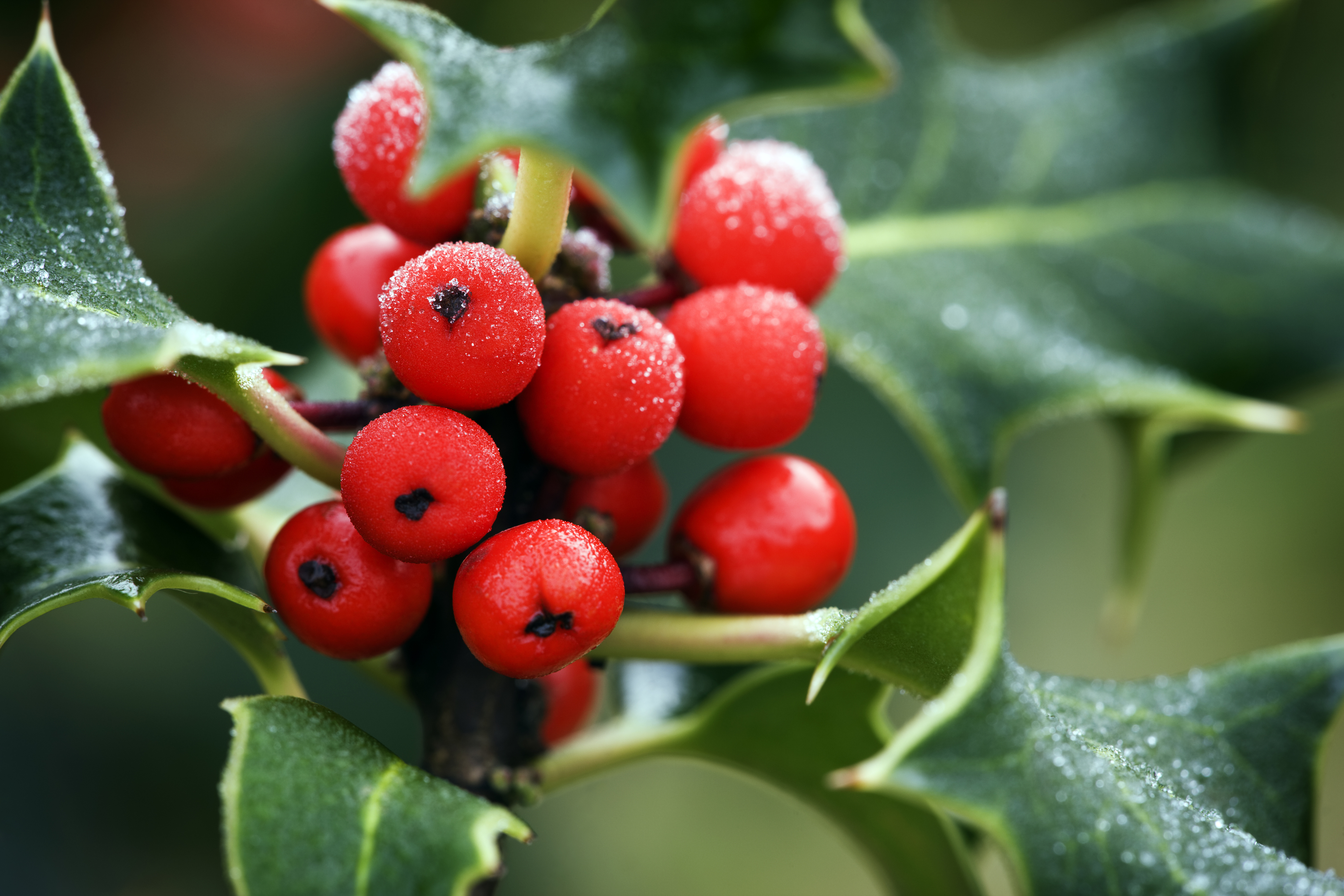 Why do we decorate with holly at Christmas? | HowStuffWorks