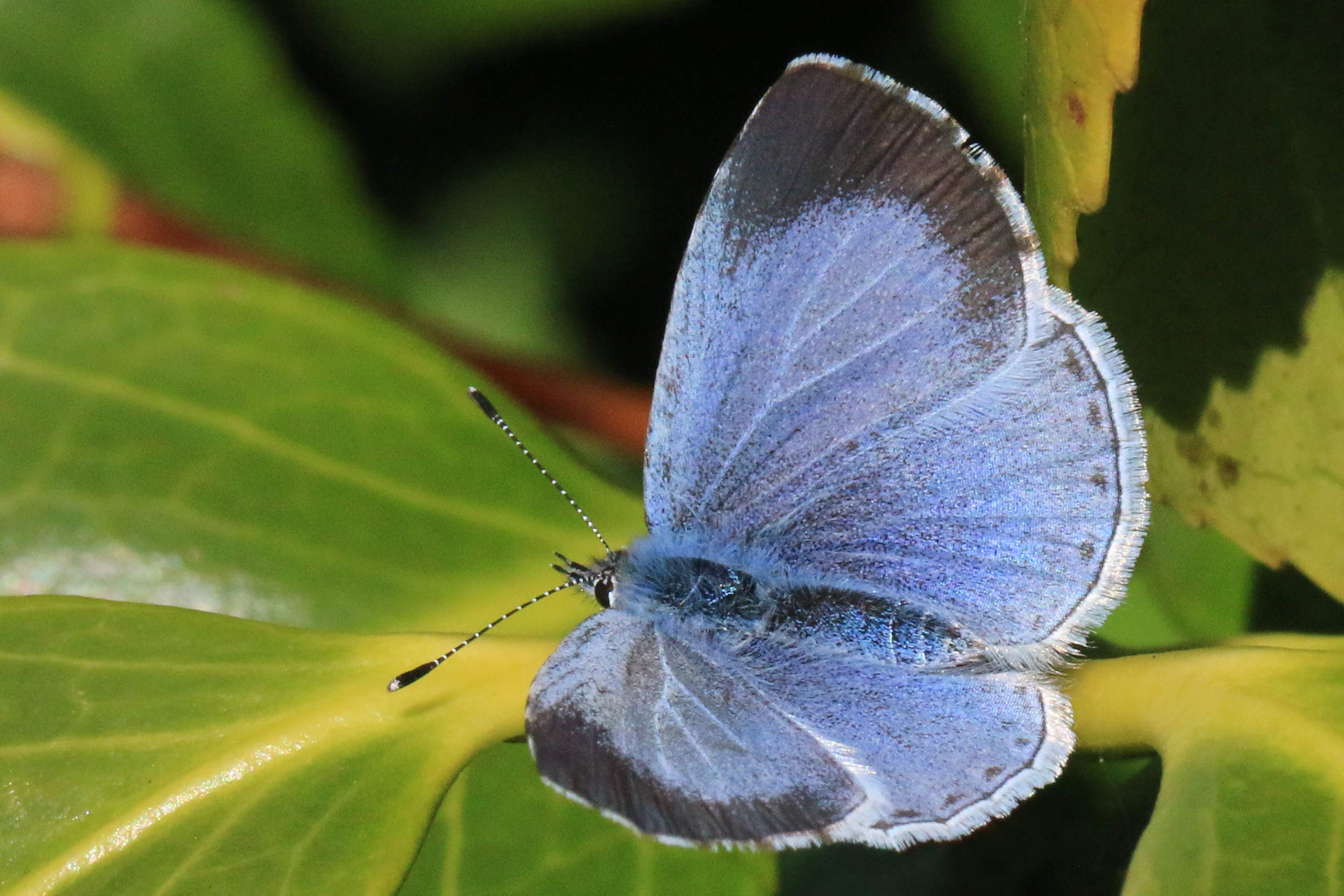 File:Holly blue butterfly (Celastrina argiolus) female.jpg ...
