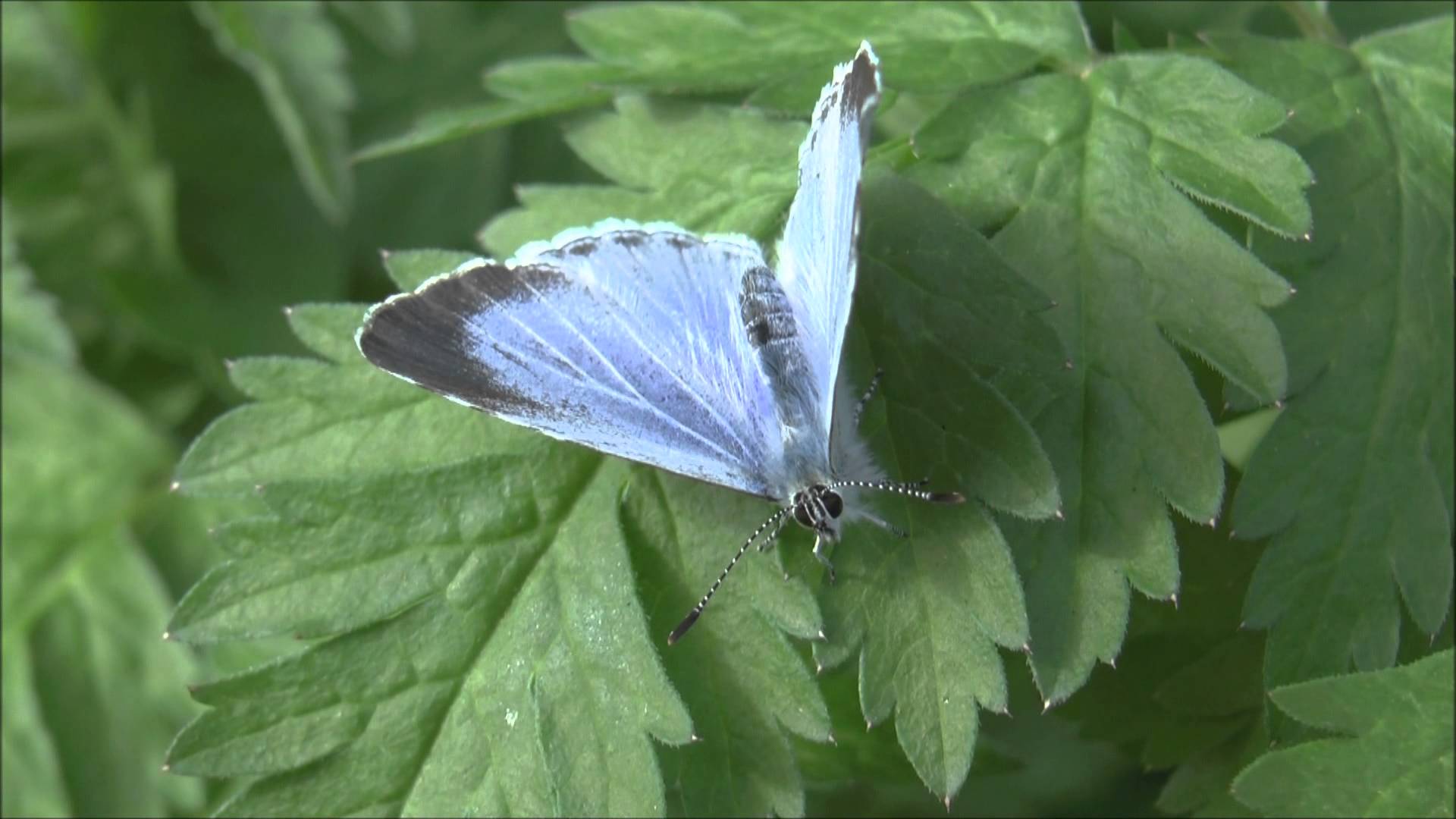 Holly Blue Butterfly Celastrina argiolus females - YouTube