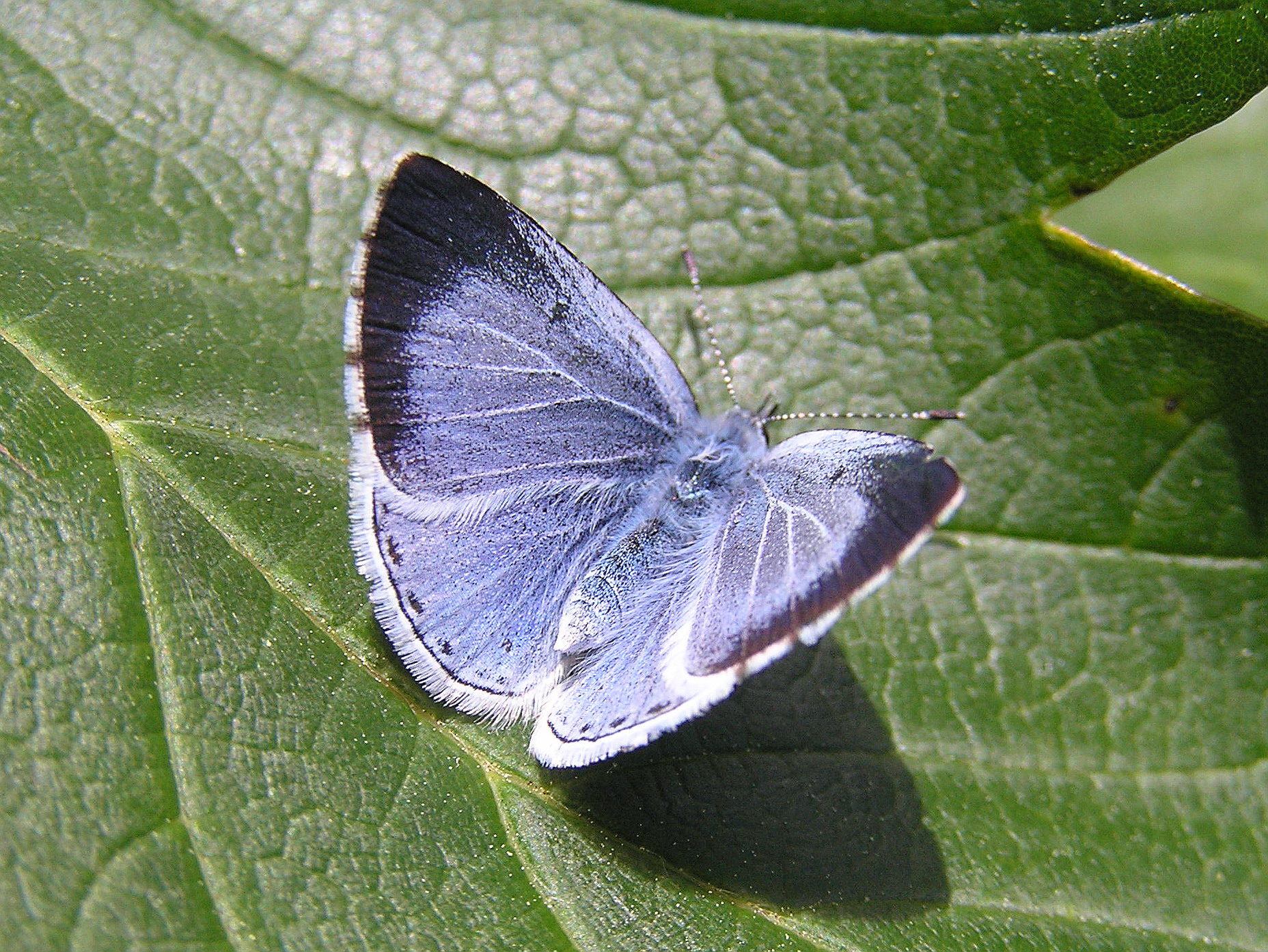Image 5 Holly Blue female showing upperside of wings © UK ...