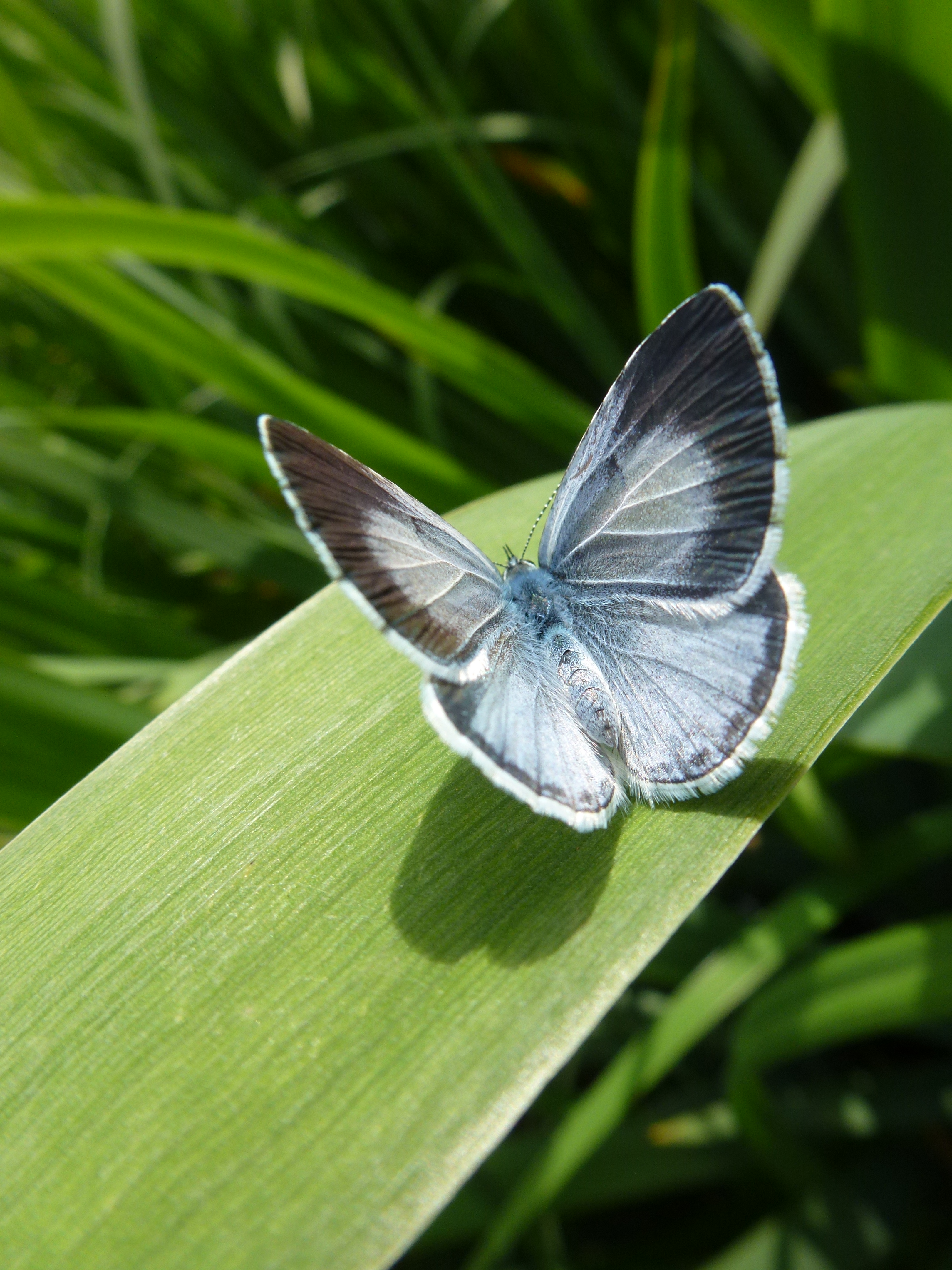 Female Holly Blue Butterfly on Campus 2 by SrTw on DeviantArt