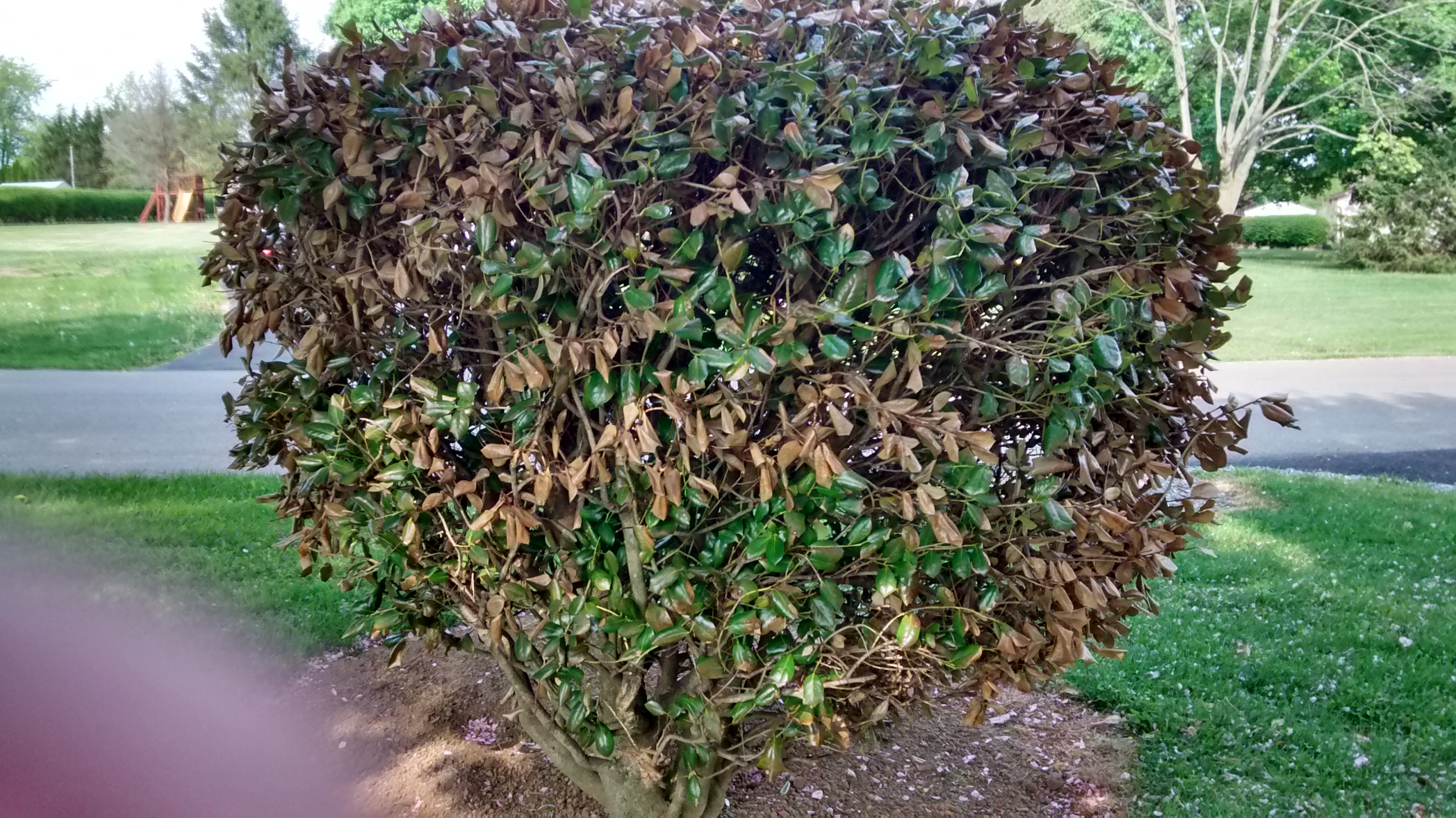 Holly bush damage - Ask an Expert