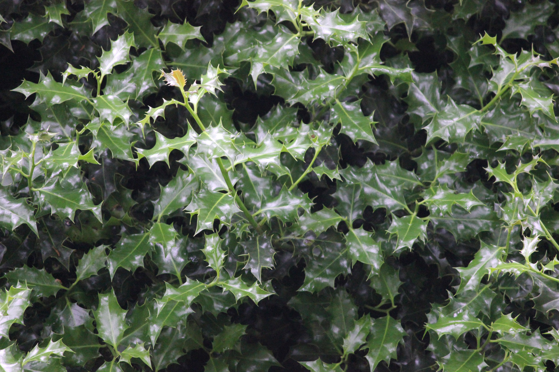 Holly Bush Free Stock Photo - Public Domain Pictures