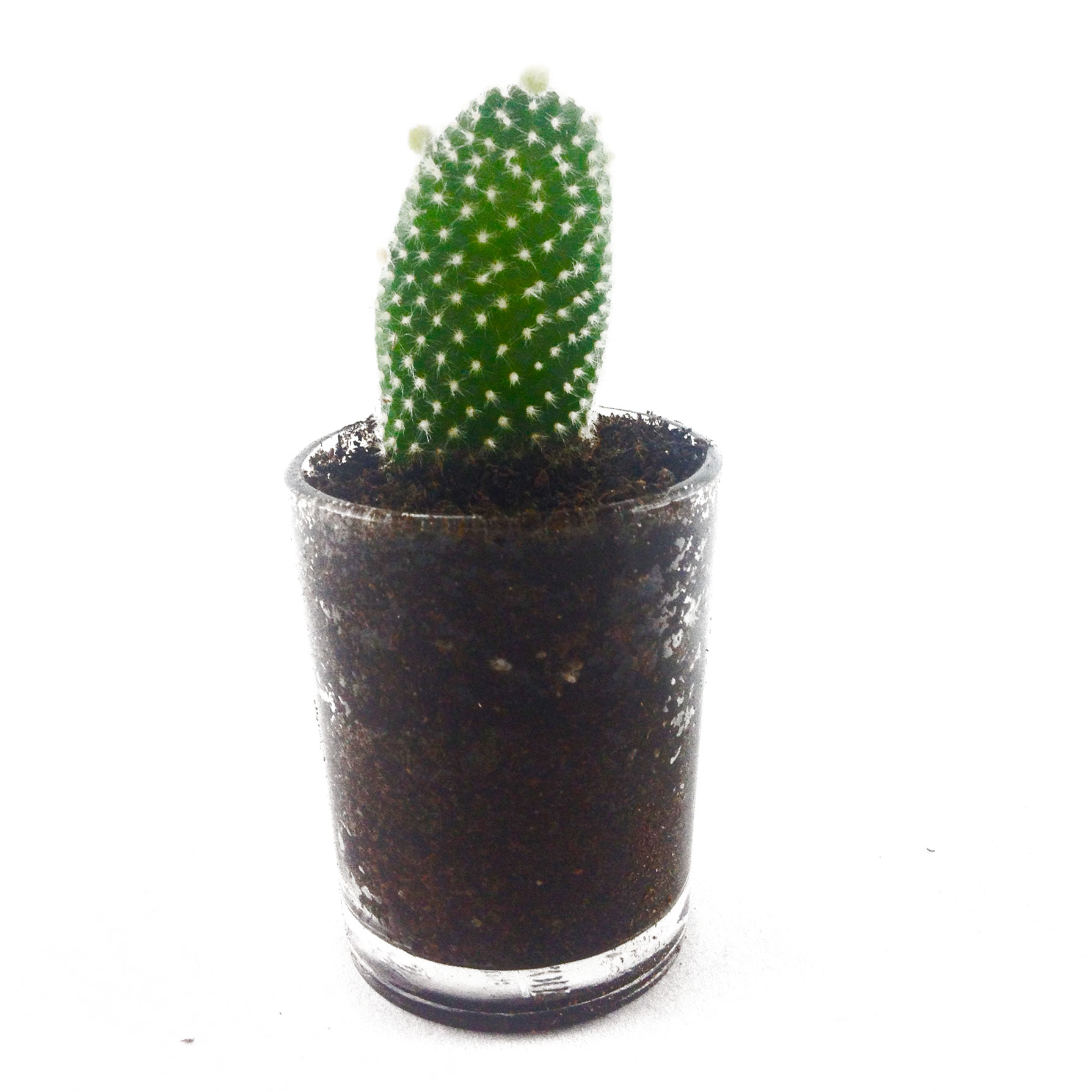 Home cactus photo